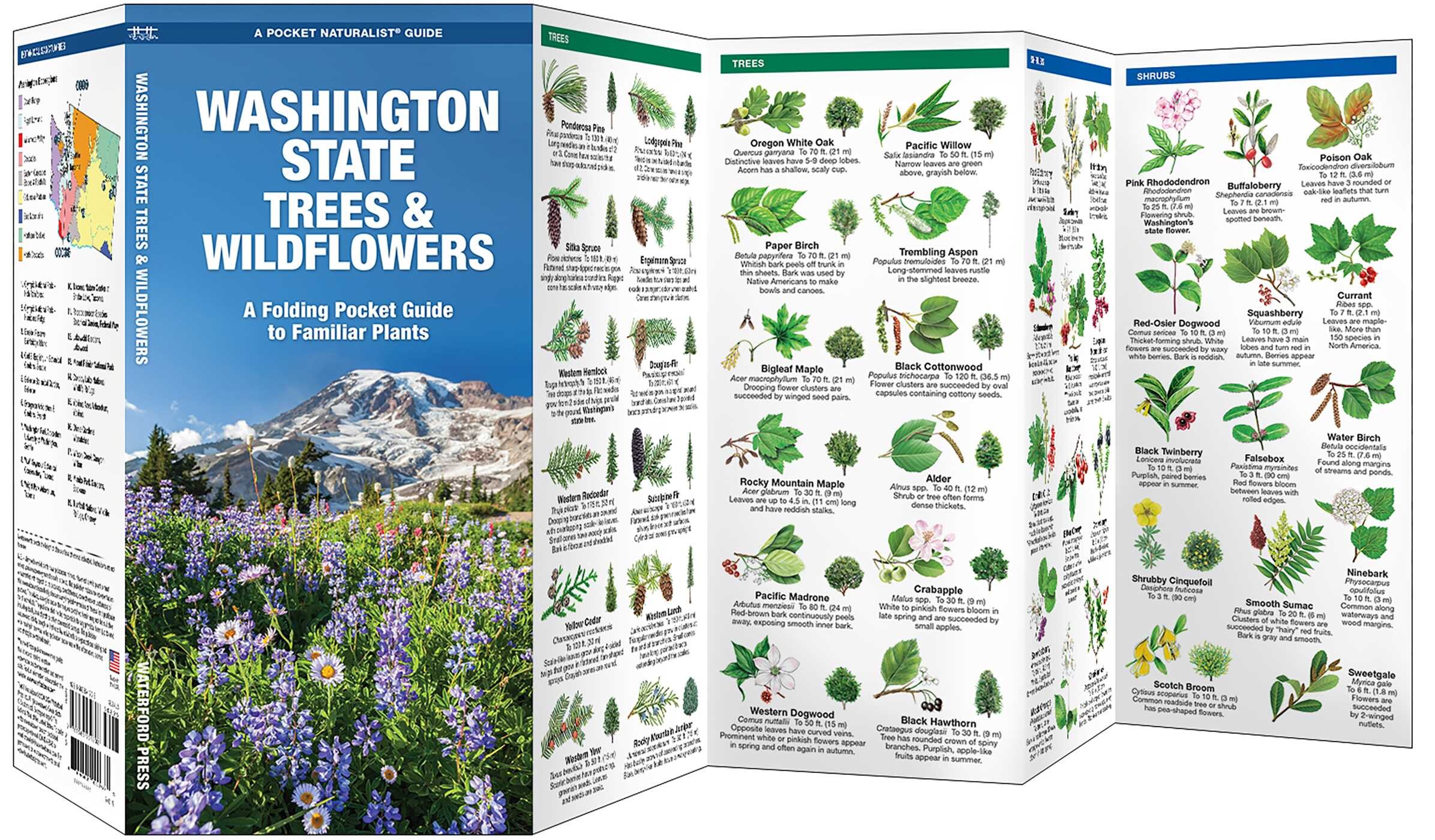 Washington State Trees & Wildflowers