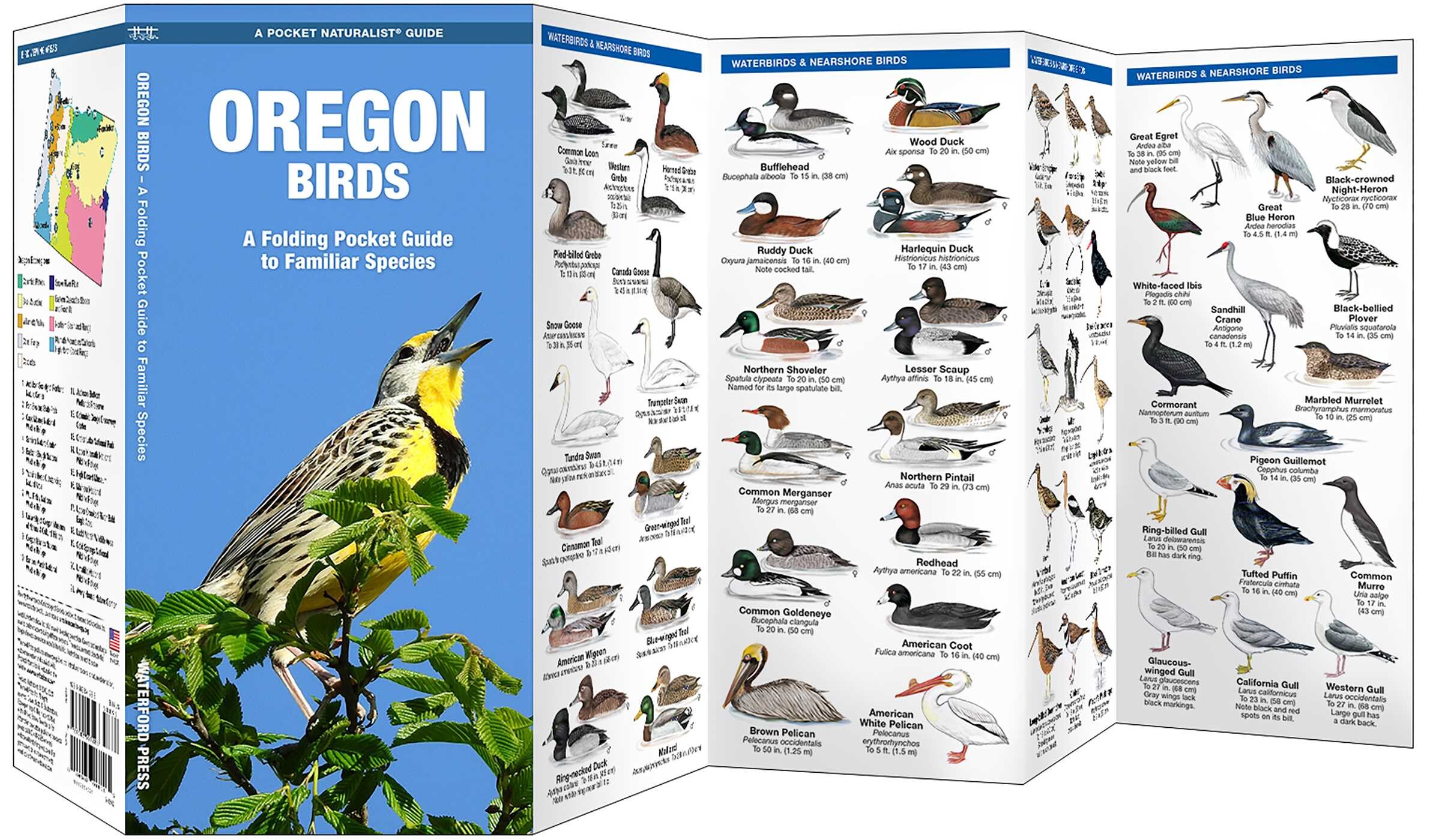Oregon Birds
