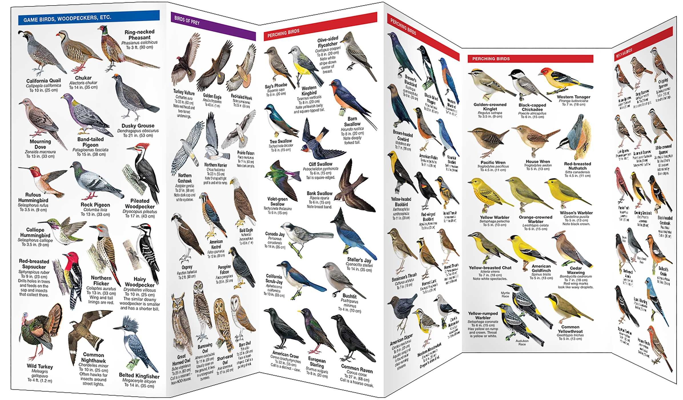Oregon Birds