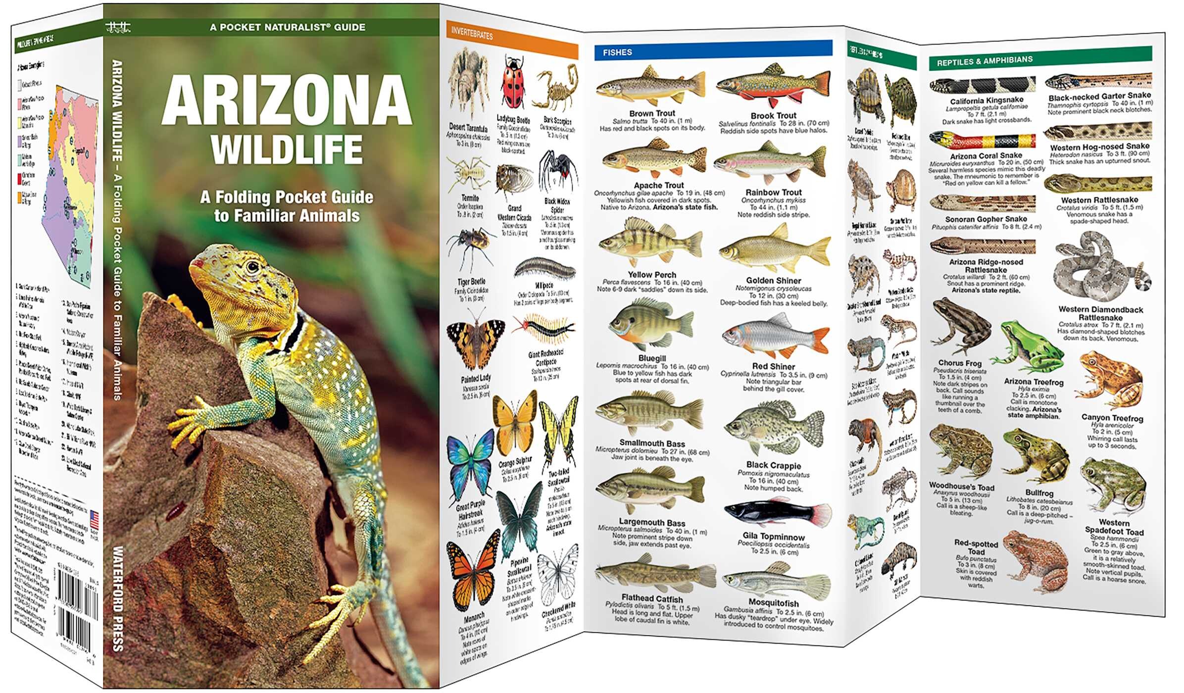 Arizona Wildlife