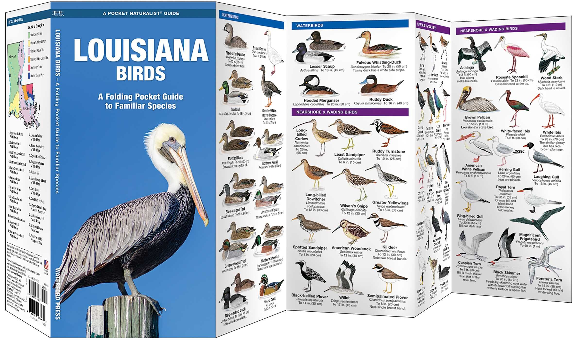Louisiana Birds