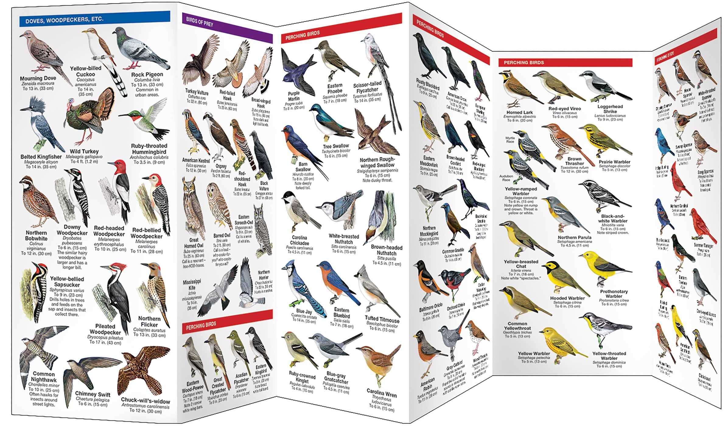 Louisiana Birds