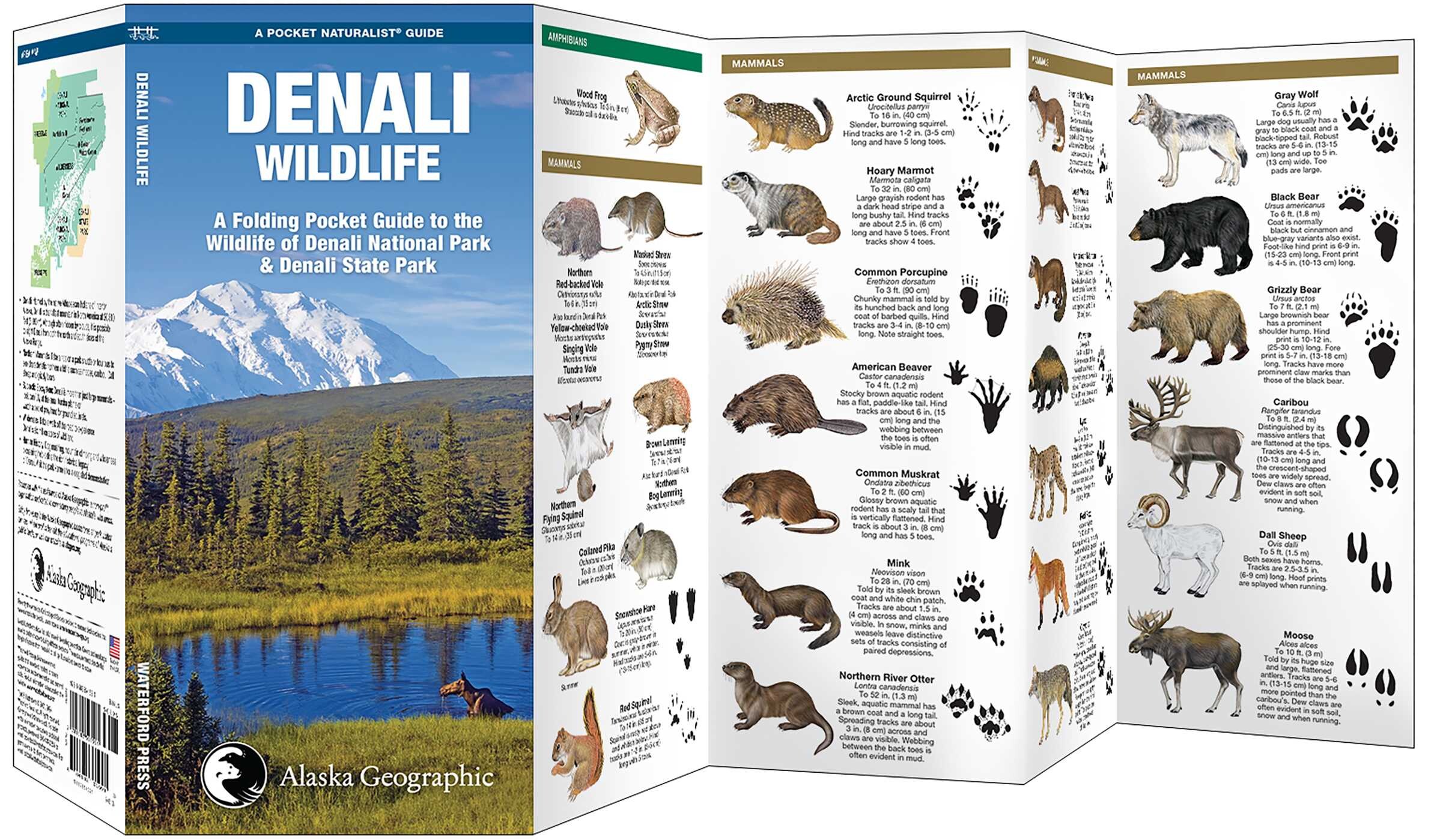 Denali Wildlife