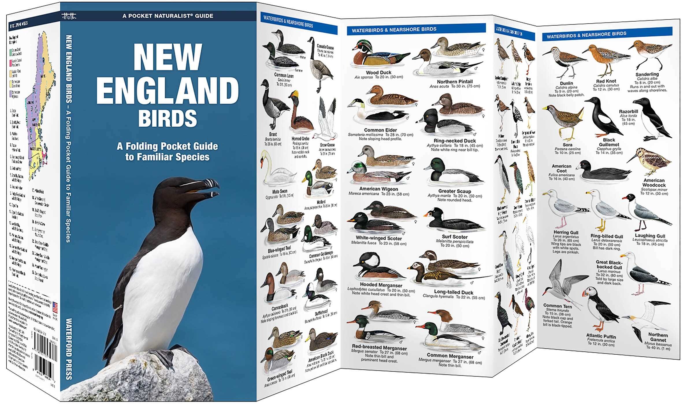 New England Birds