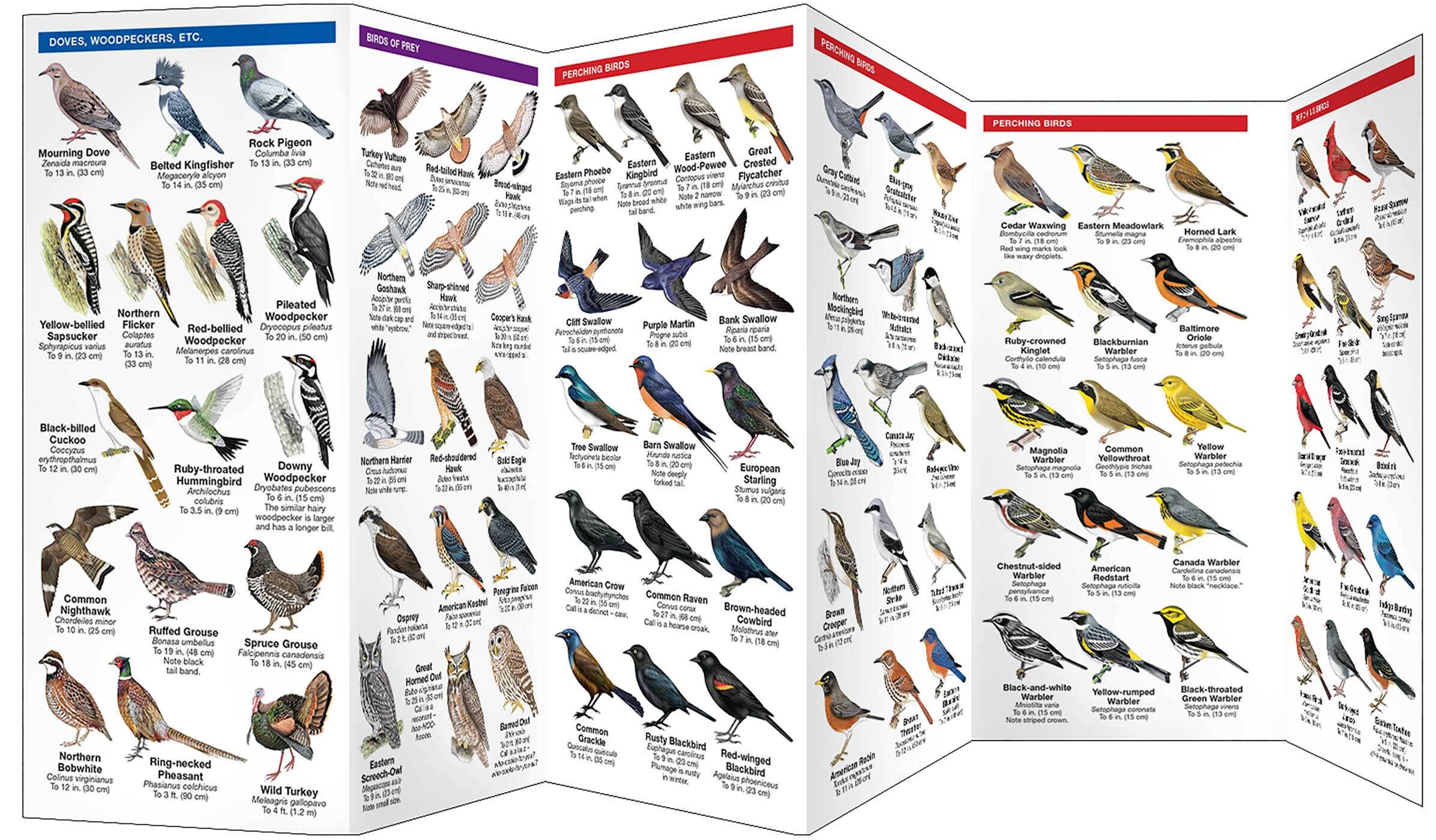 New England Birds