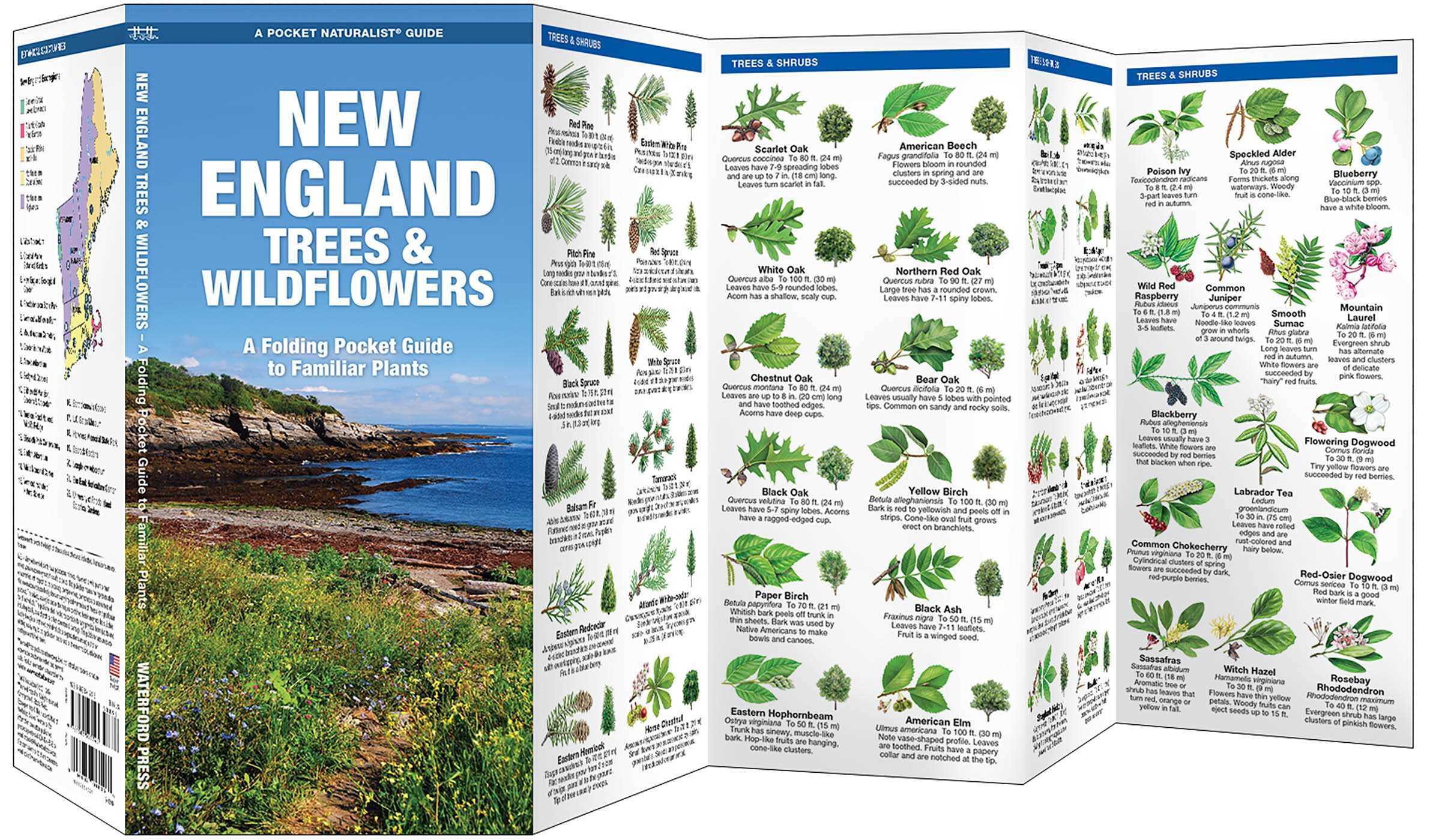 Great Description About New England Trees