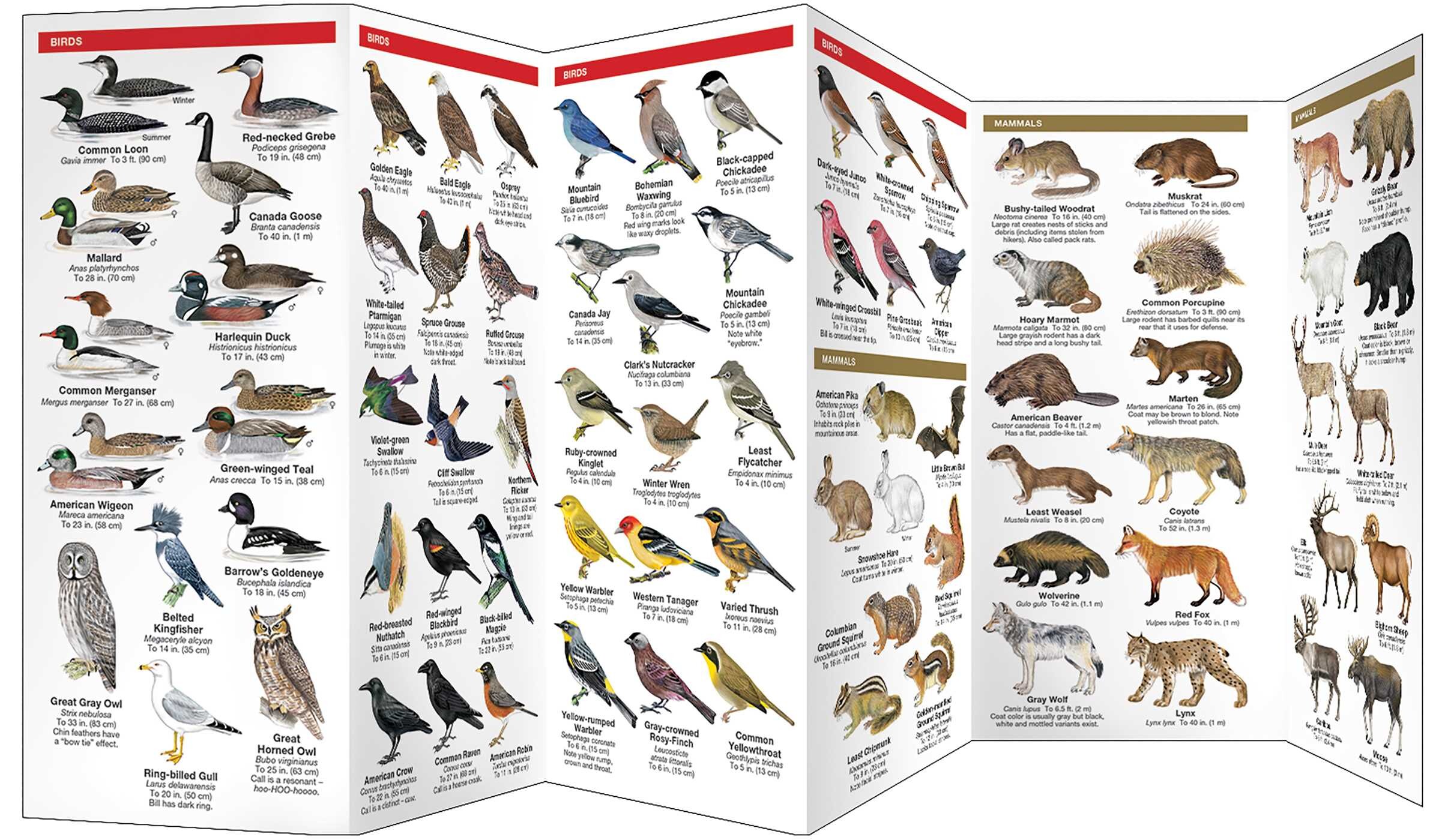 Banff National Park, Field Guide to