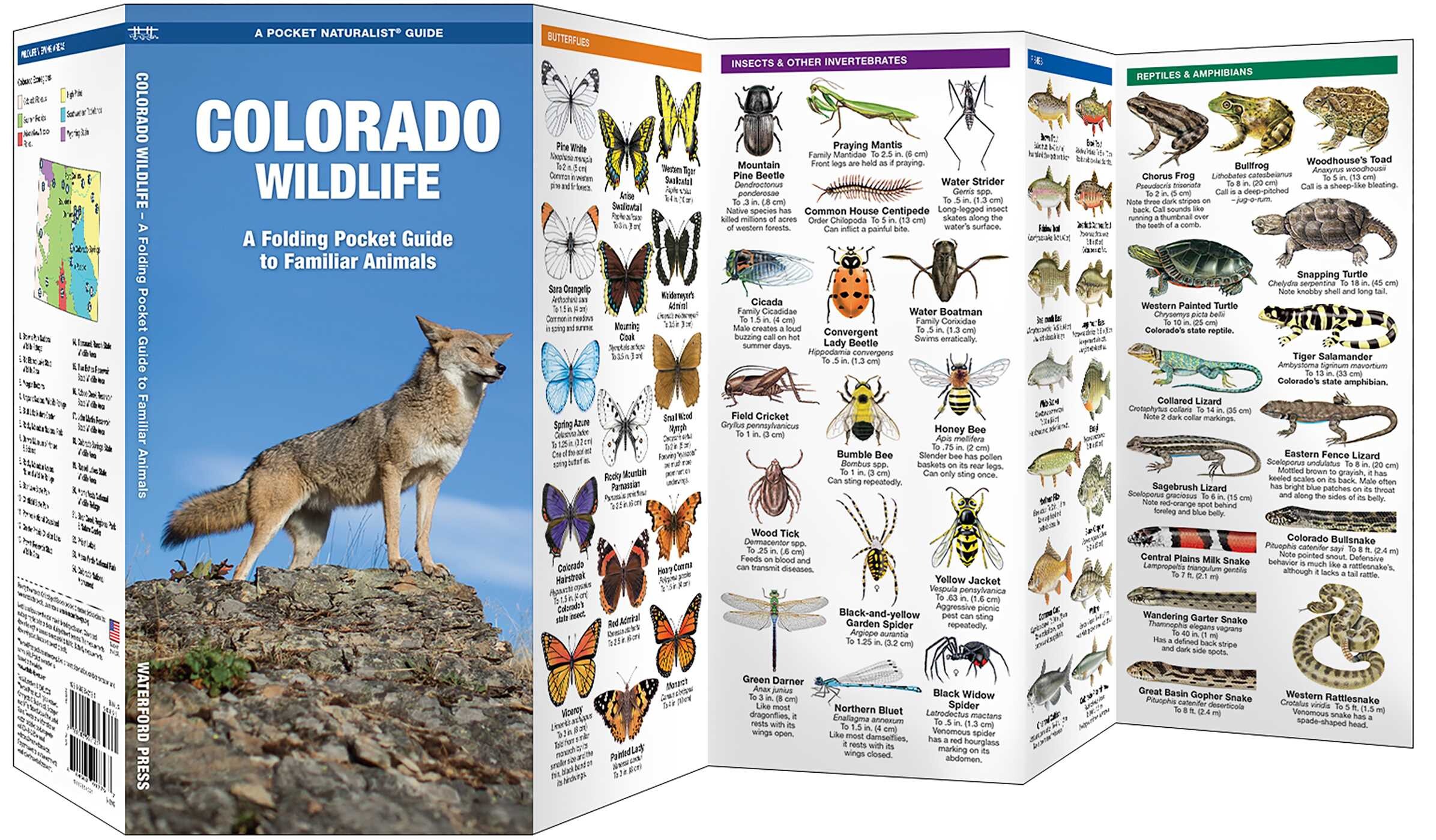 Colorado Wildlife