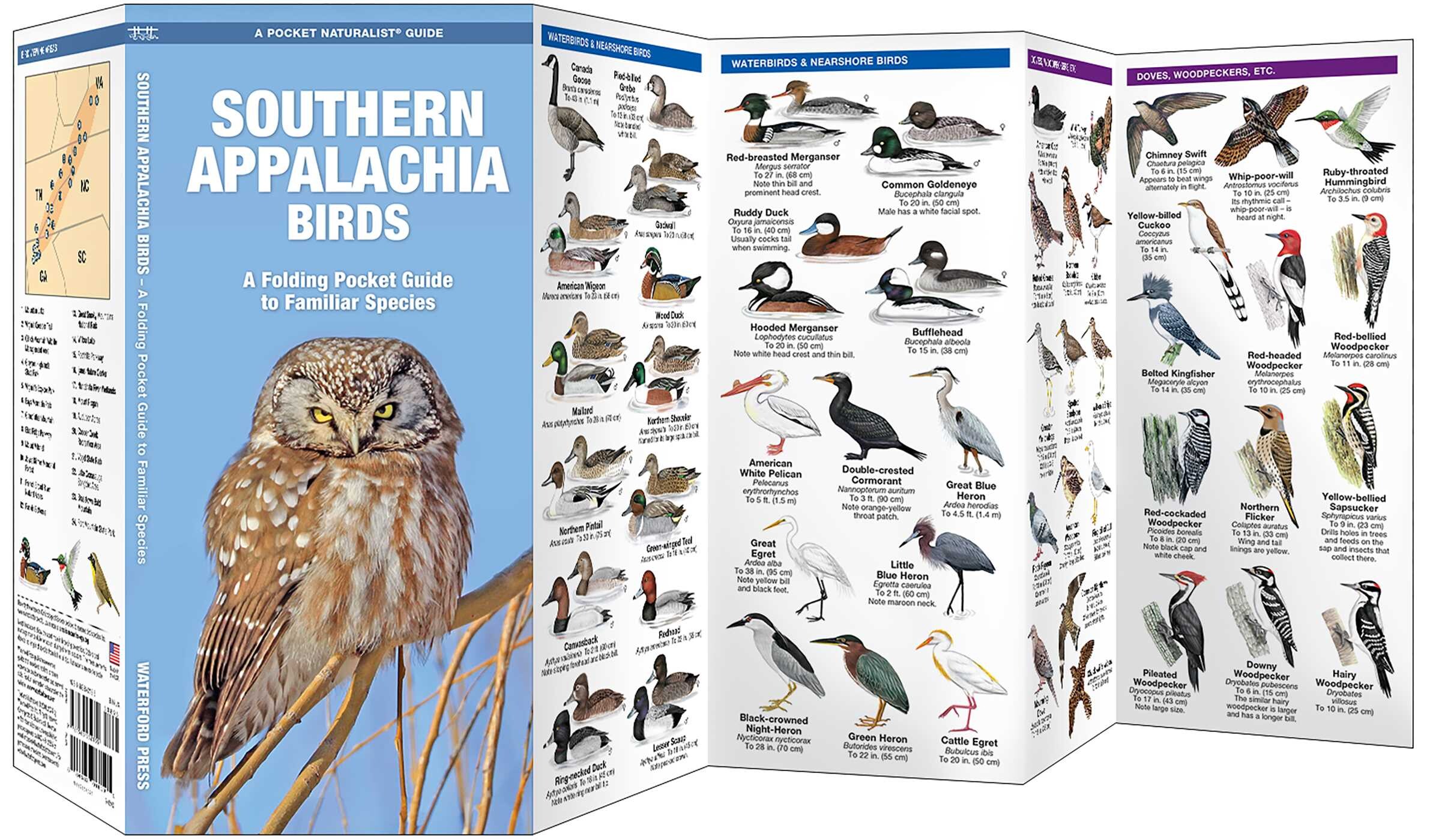 Southern Appalachia Birds