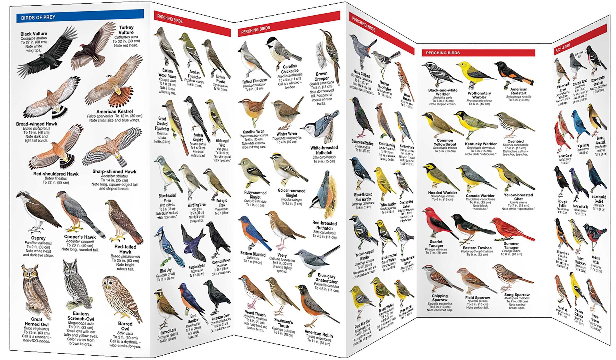 Southern Appalachia Birds