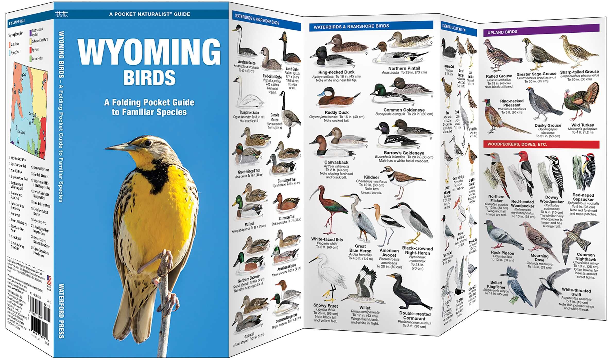 Wyoming Birds