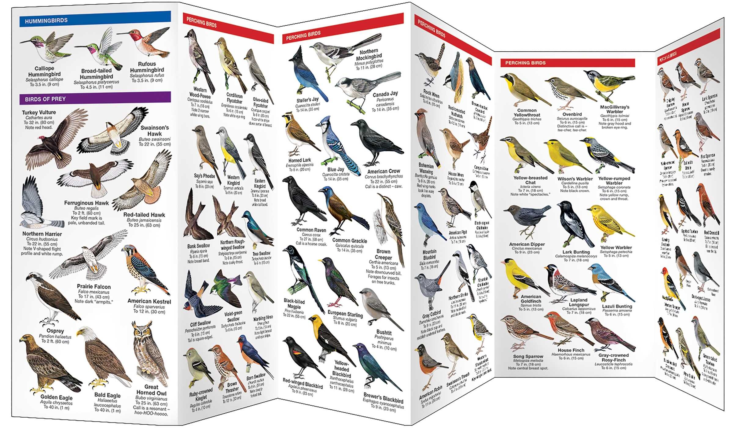 Wyoming Birds