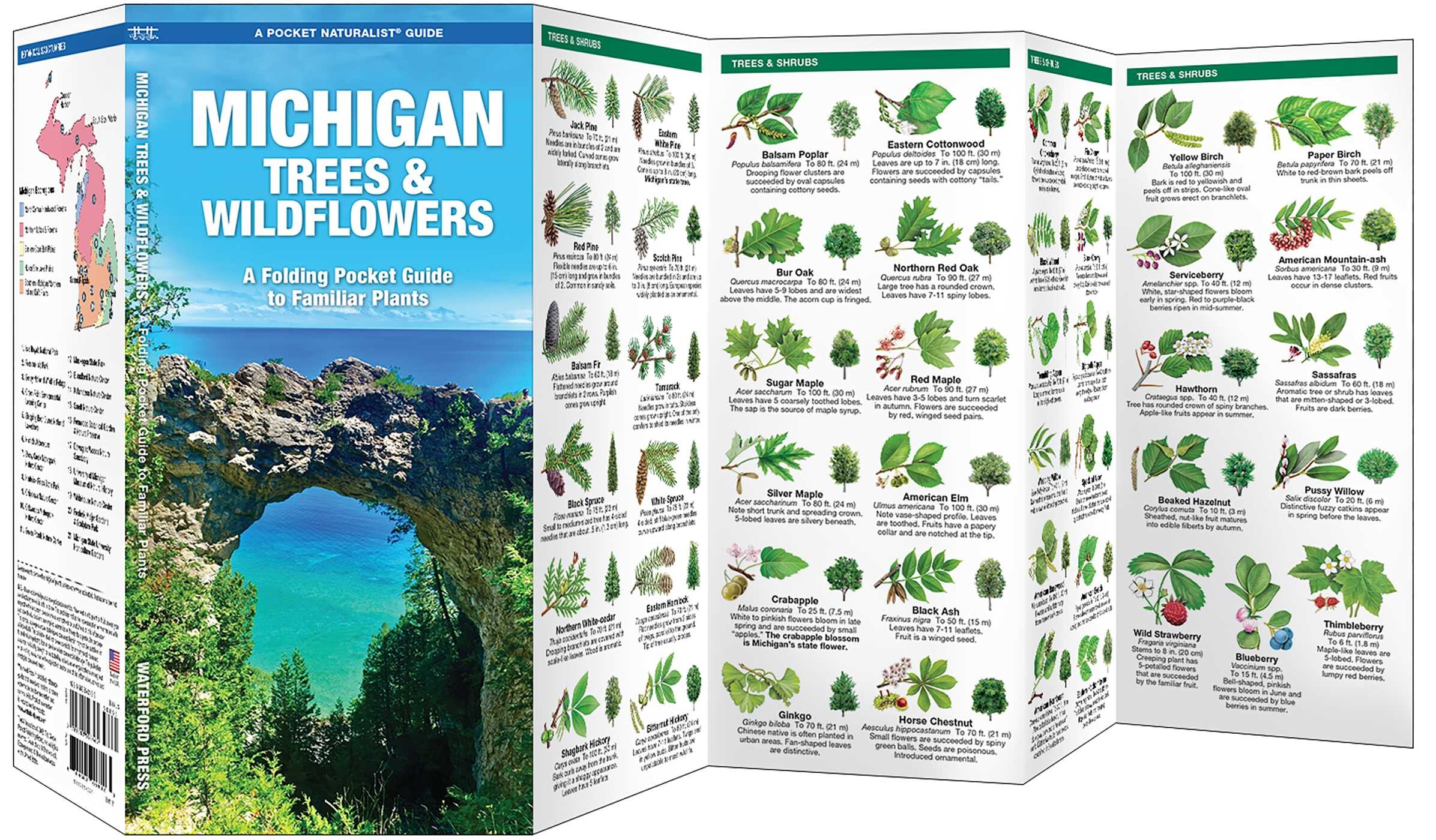 Michigan Trees & Wildflowers