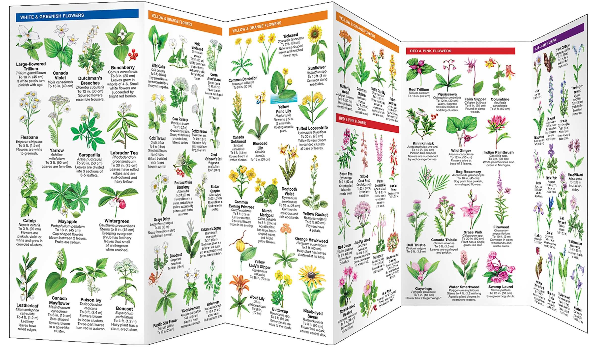 Michigan Trees & Wildflowers