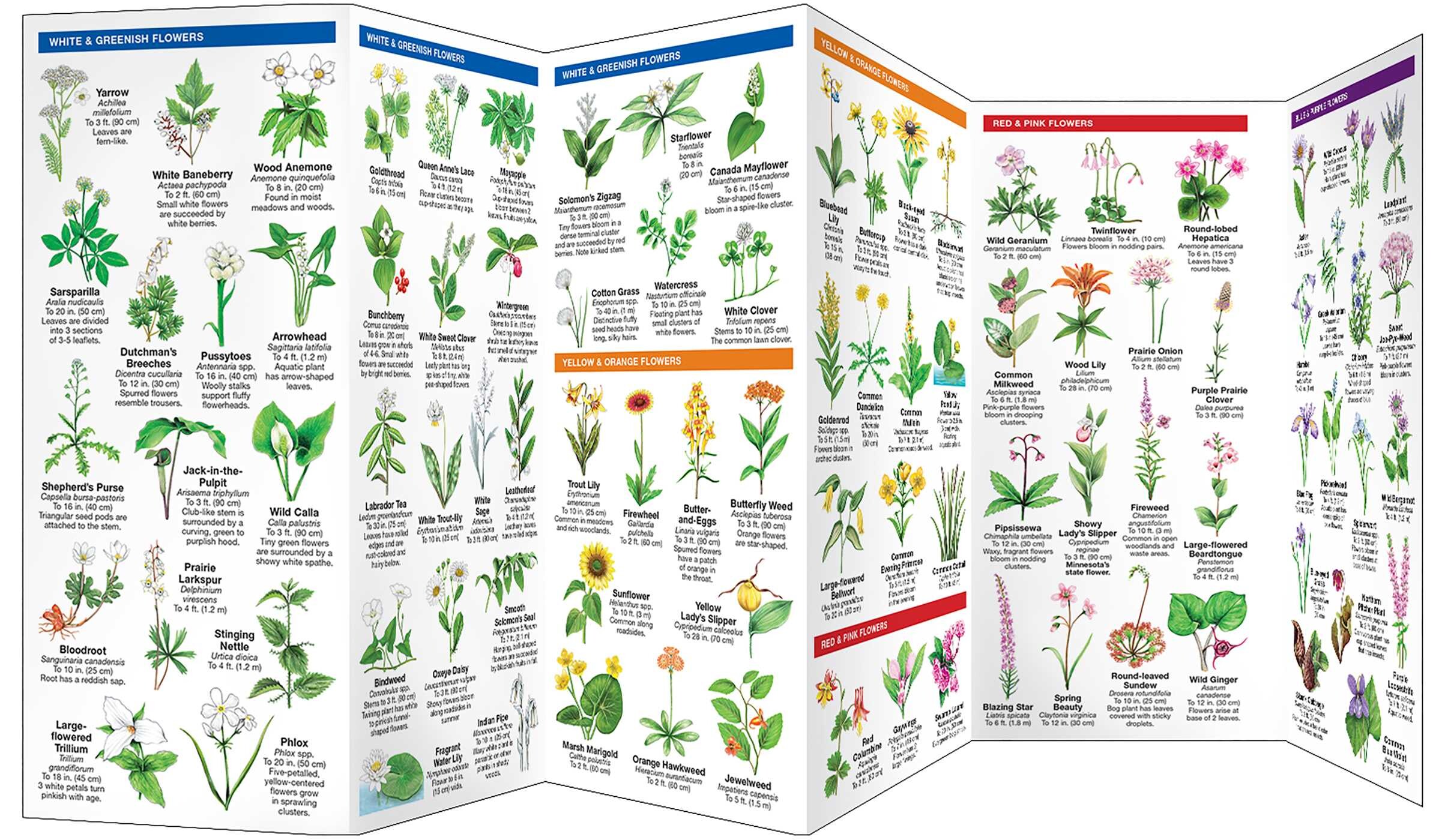 Minnesota Trees & Wildflowers