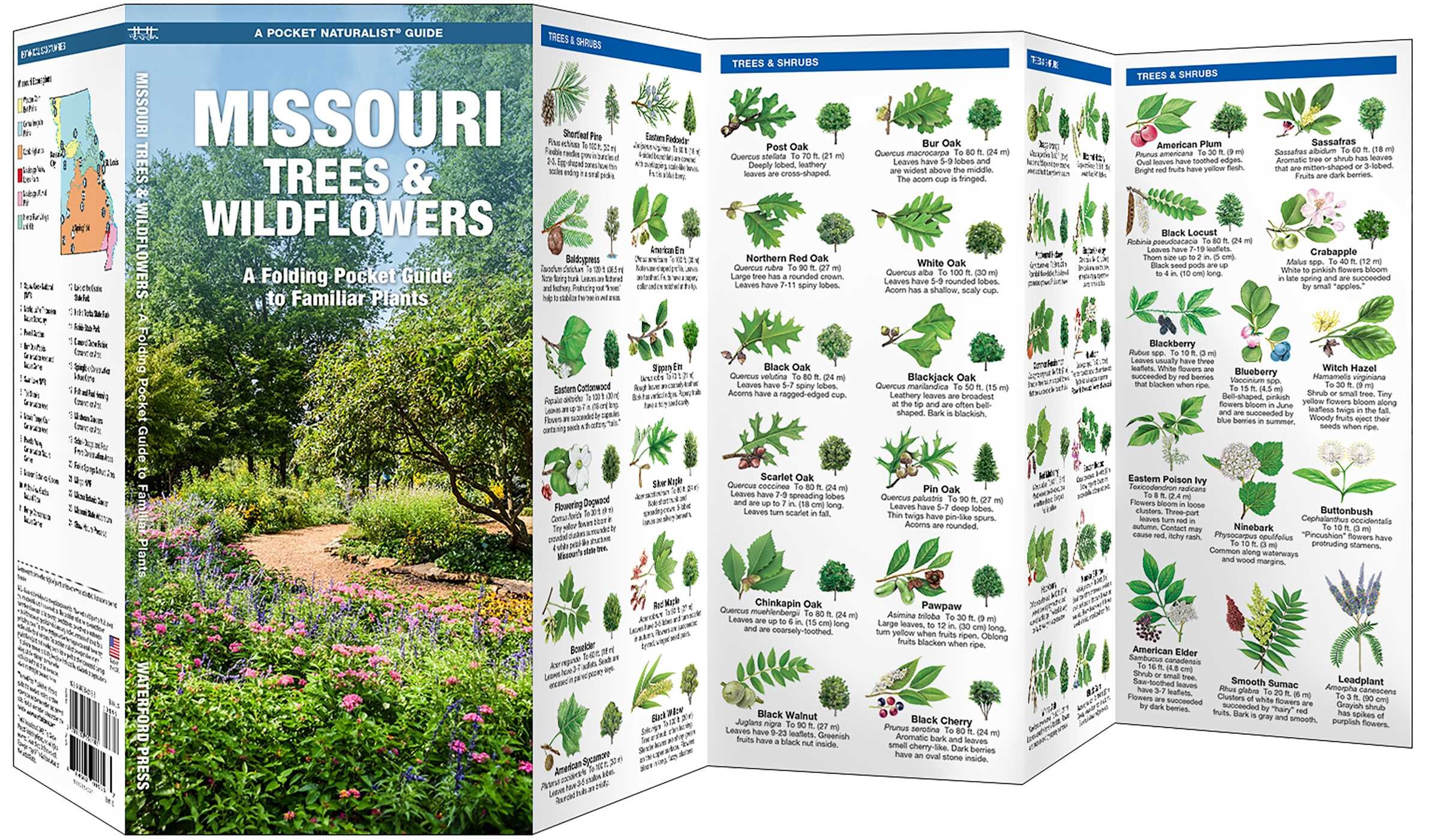 Missouri Trees & Wildflowers