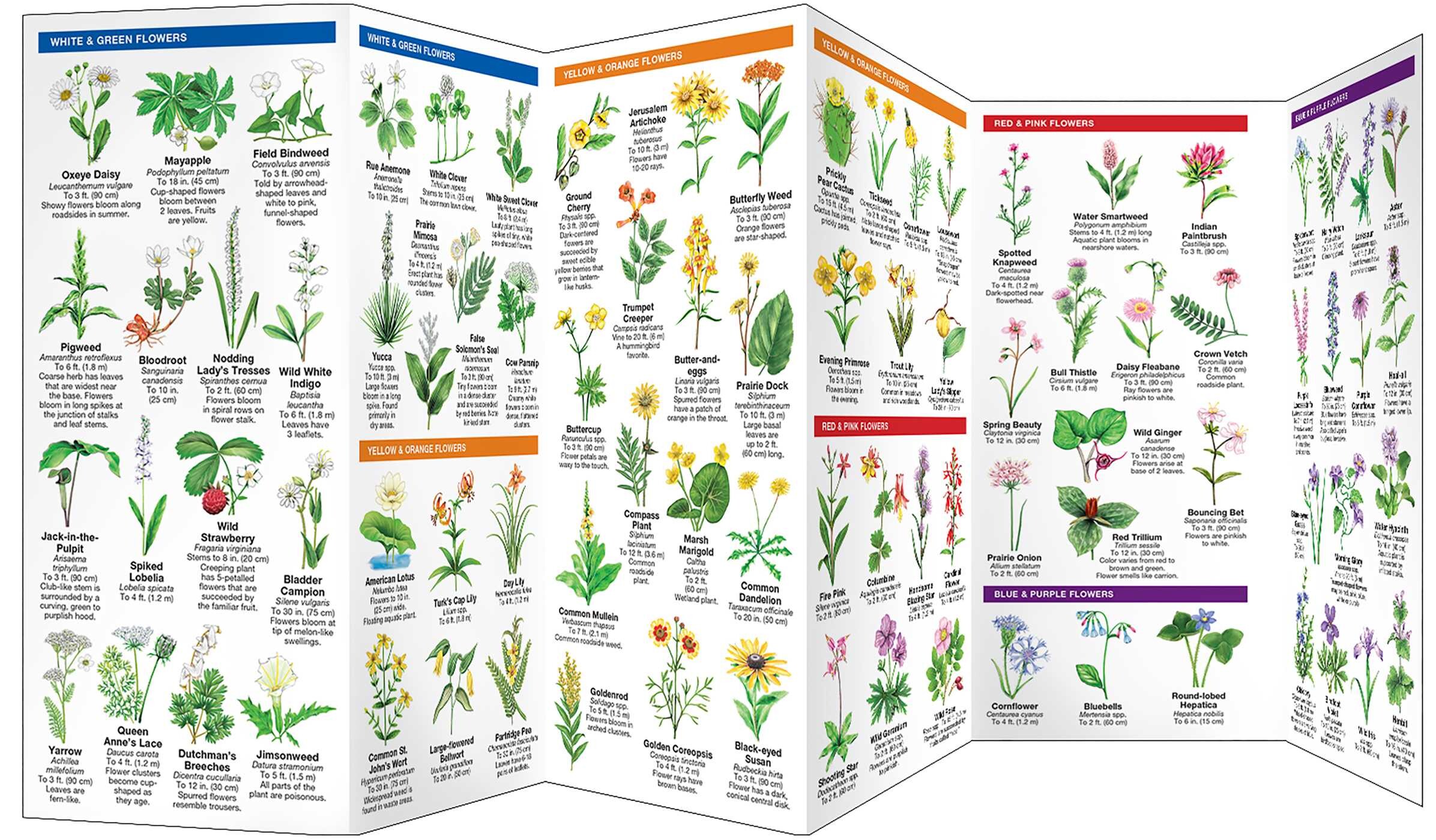 Missouri Trees & Wildflowers