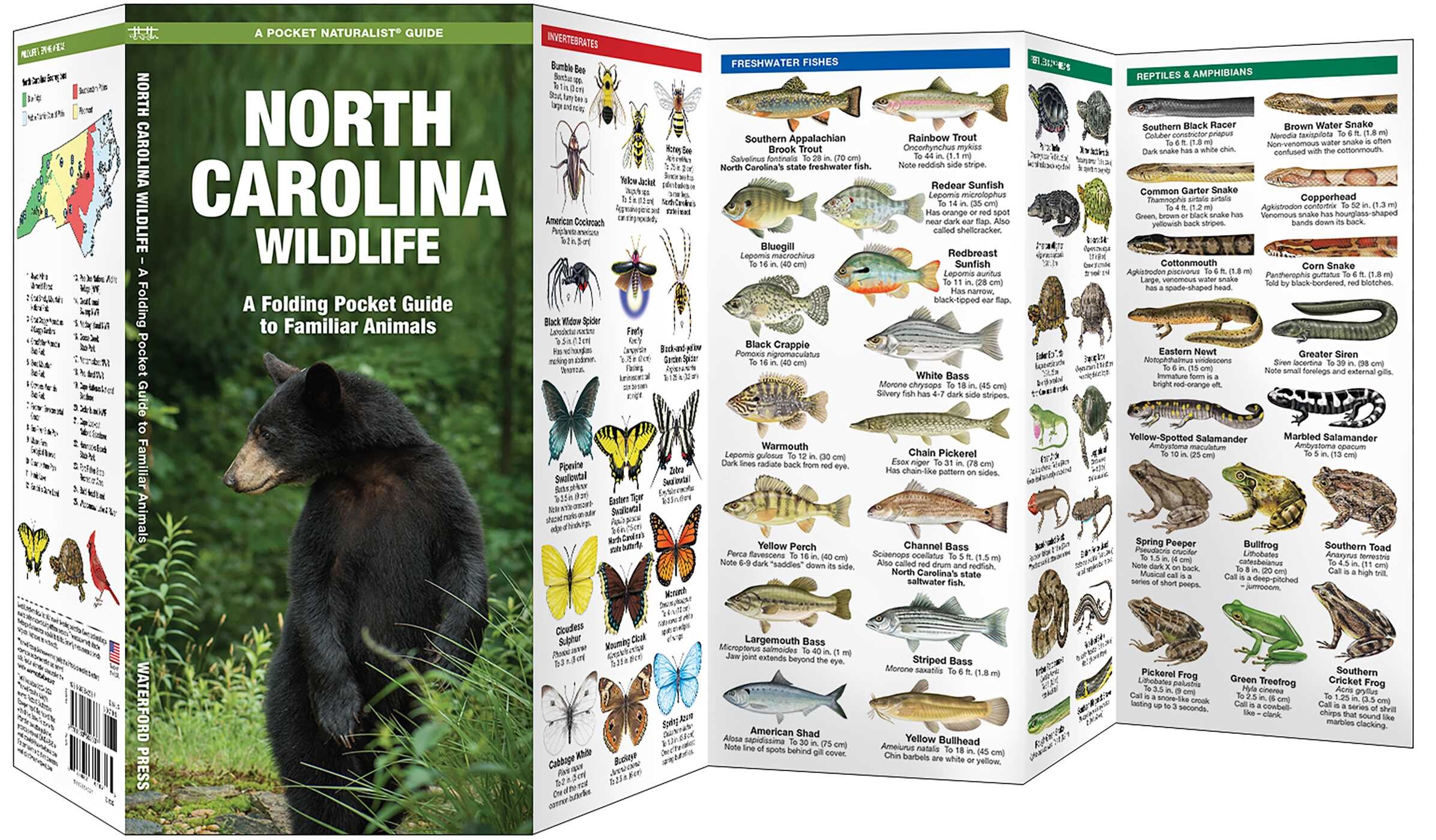North Carolina Wildlife
