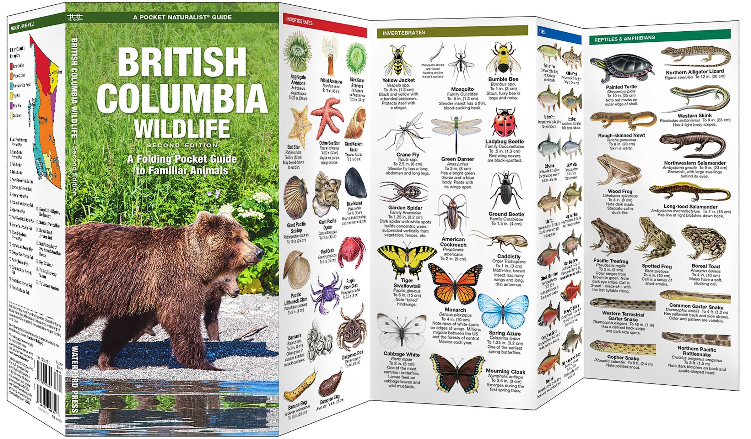 British Columbia Wildlife