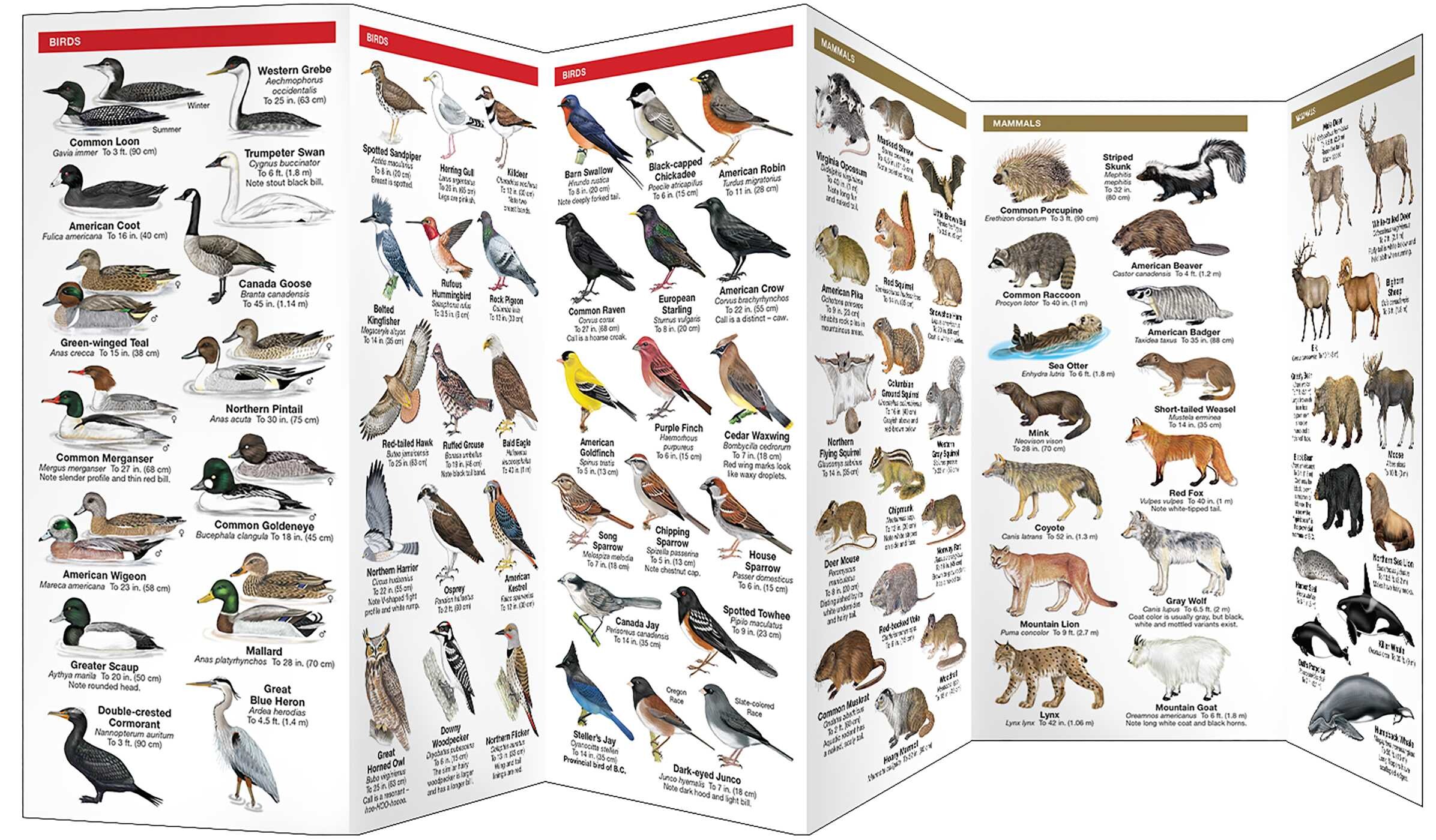 British Columbia Wildlife