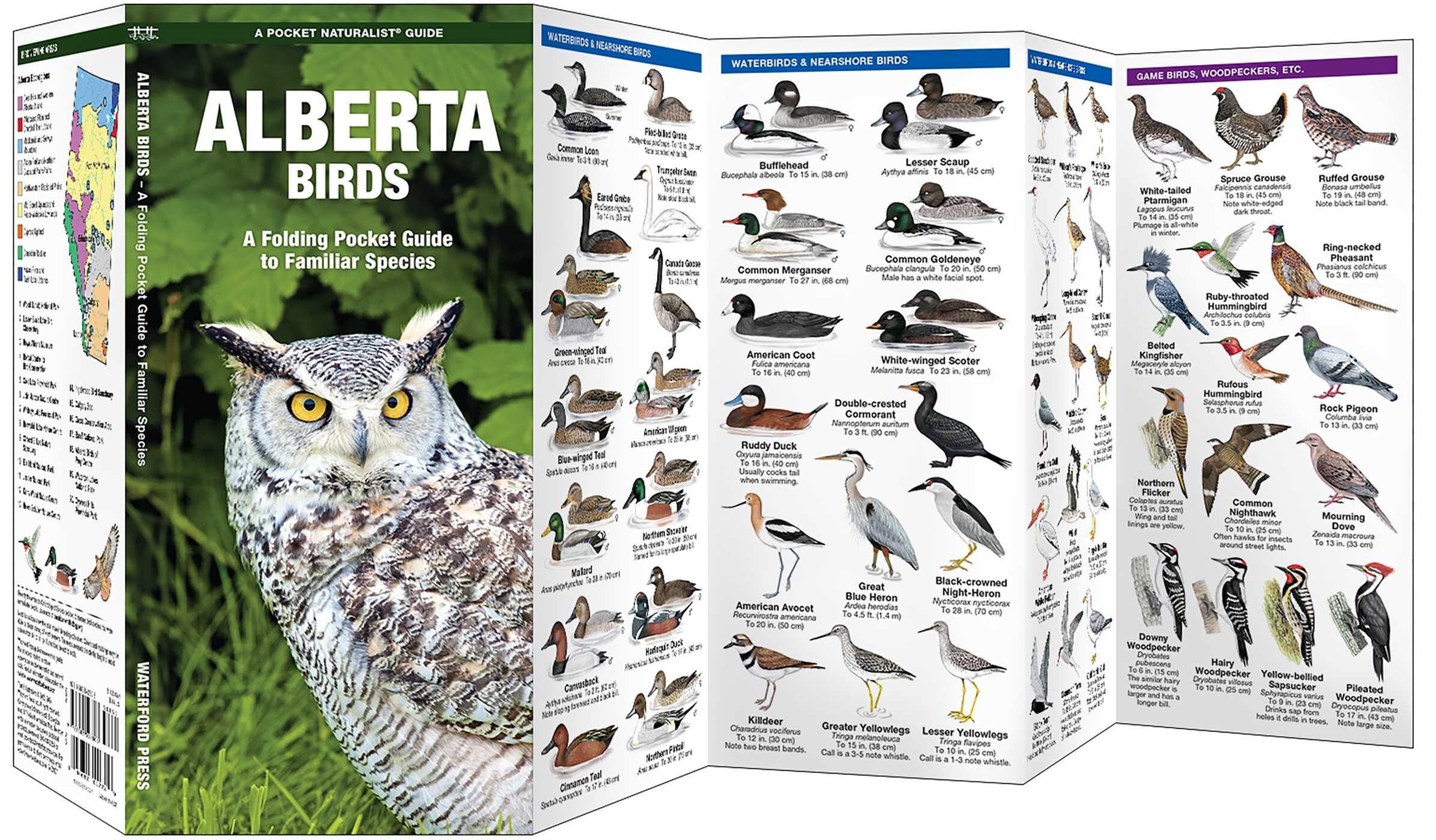 Alberta Birds
