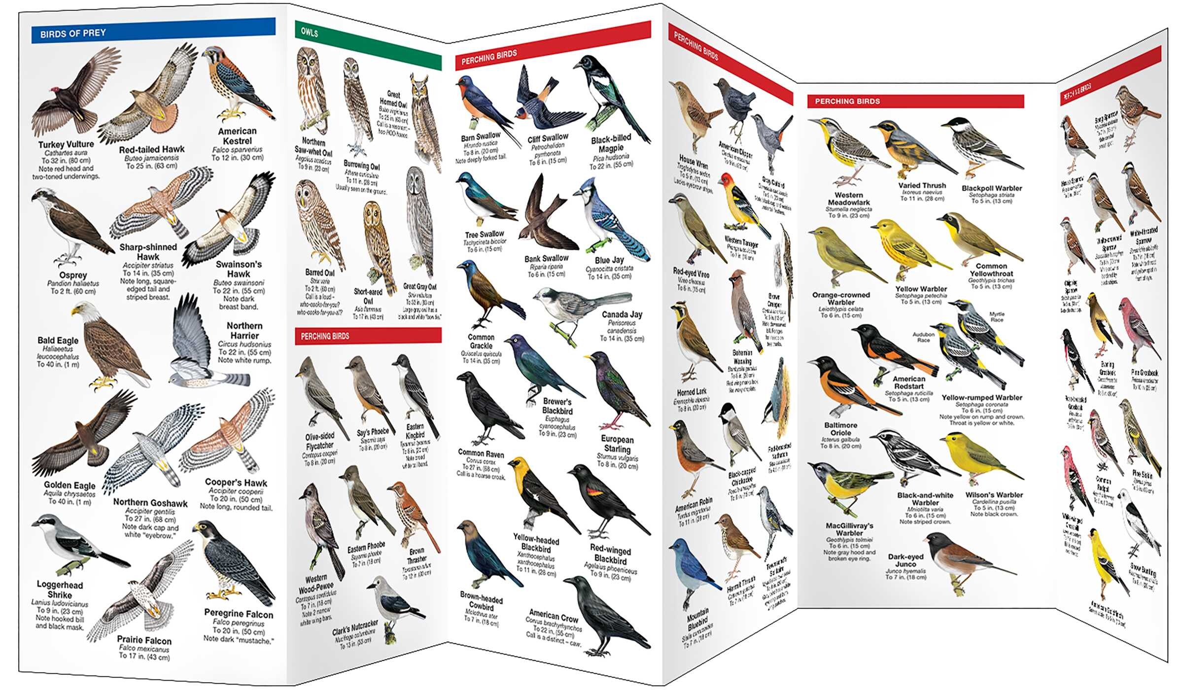 Alberta Birds