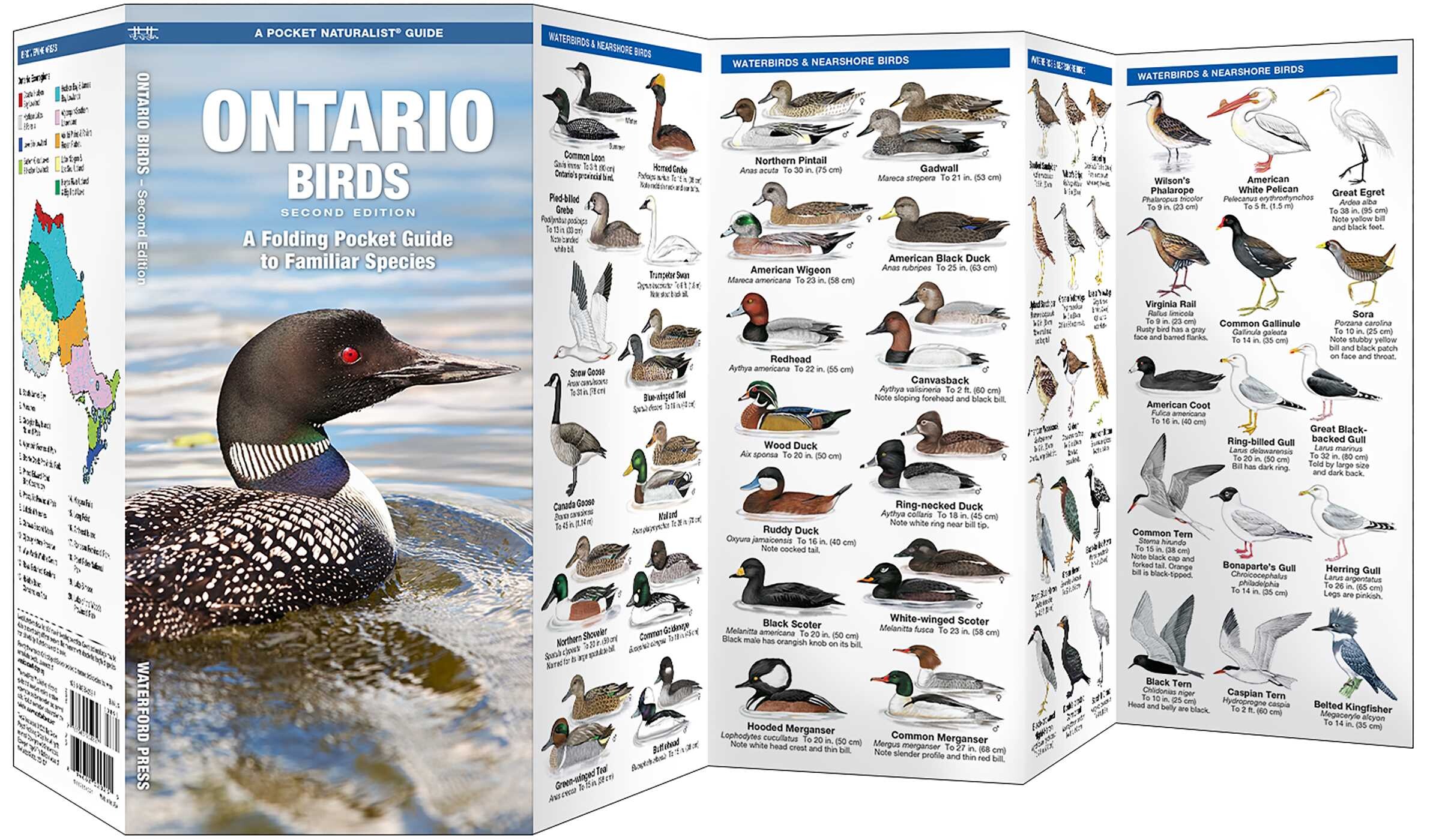 Ontario Birds