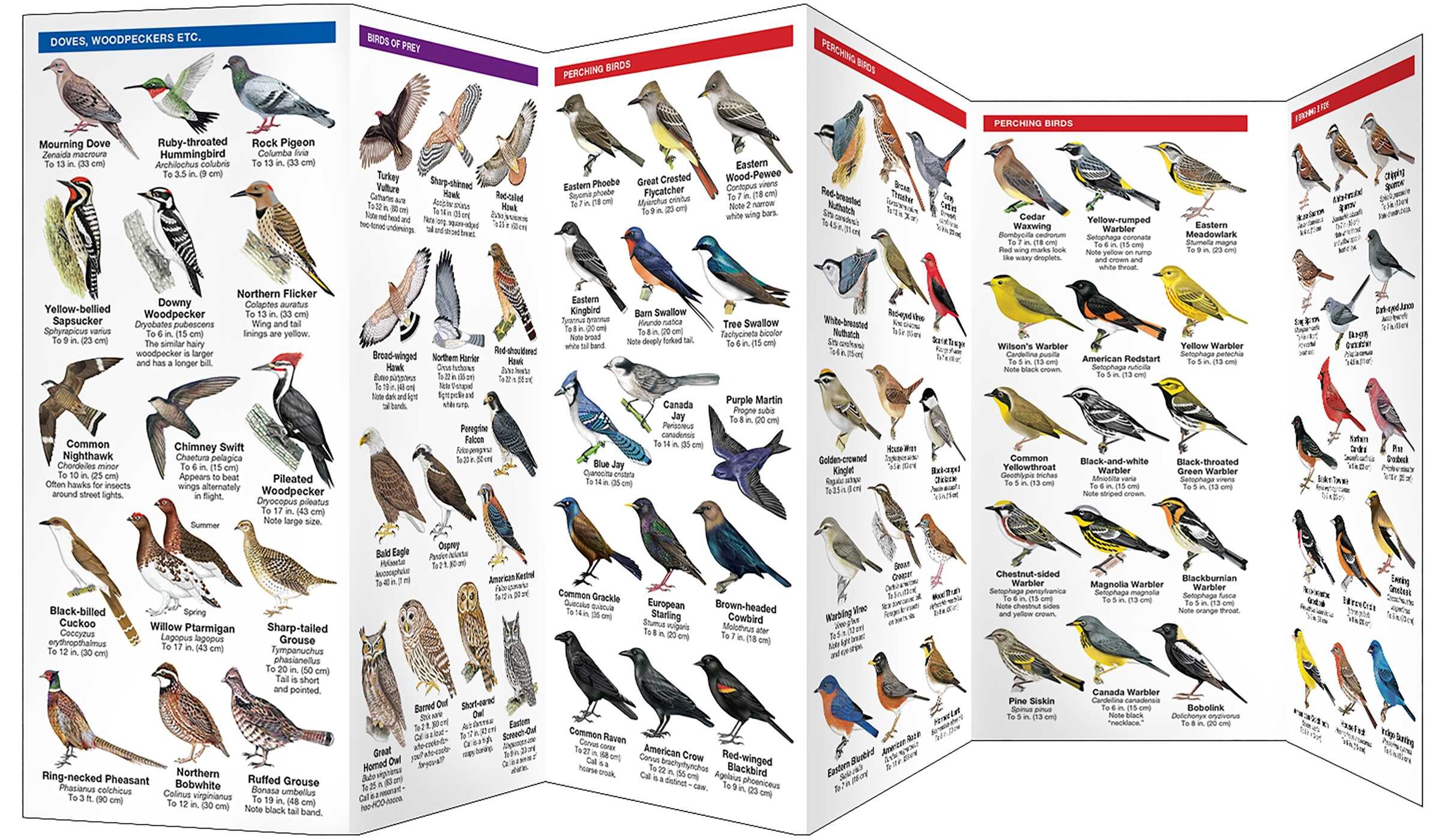 Ontario Birds