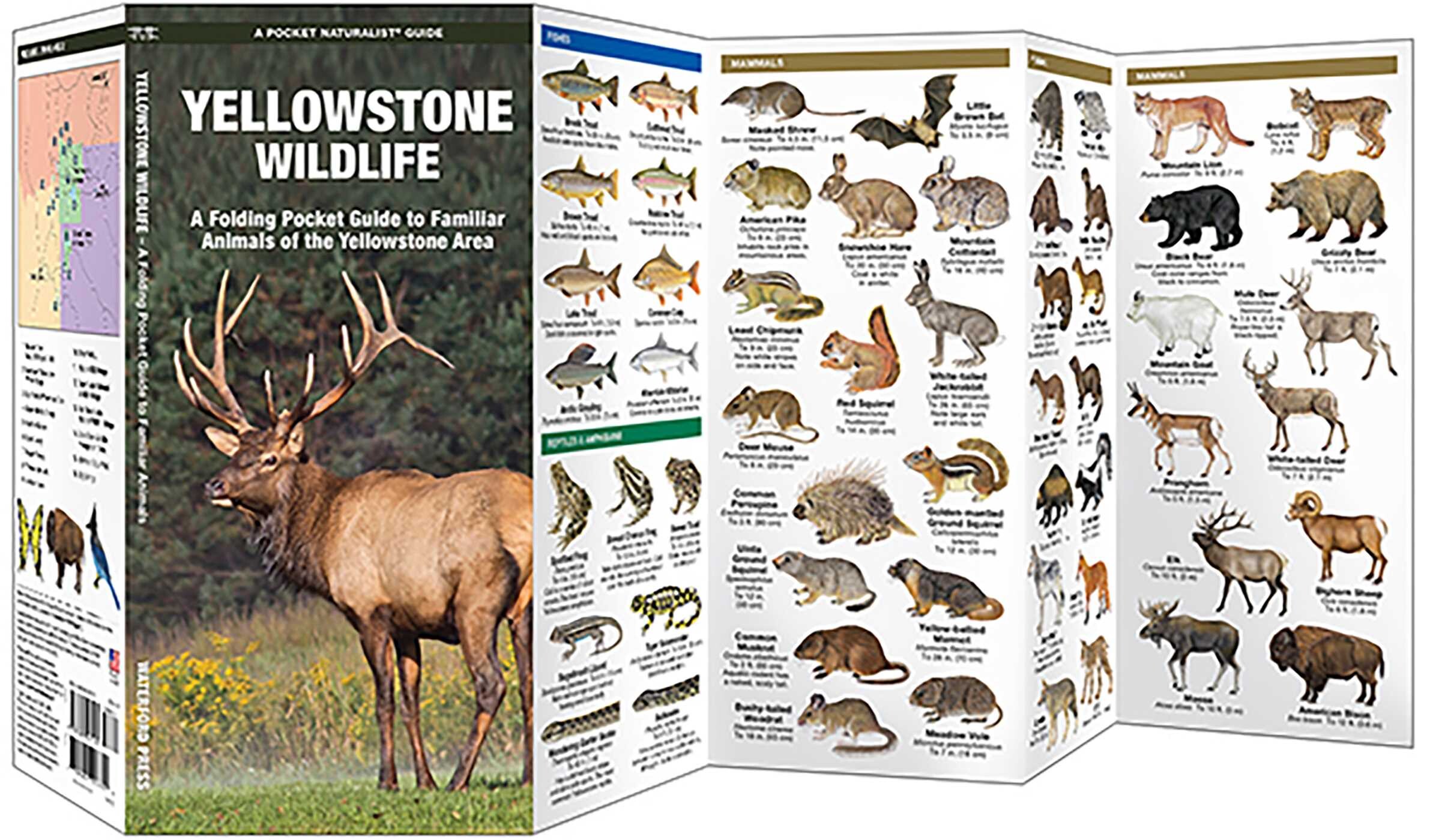 Yellowstone Wildlife