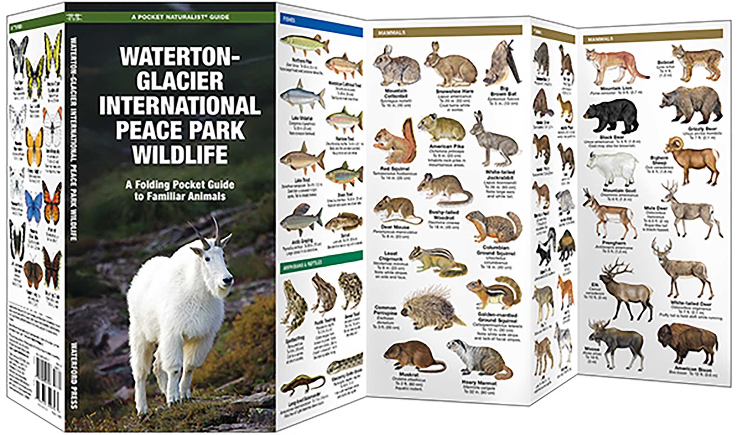 Waterton - Glacier International Peace Park Wildlife