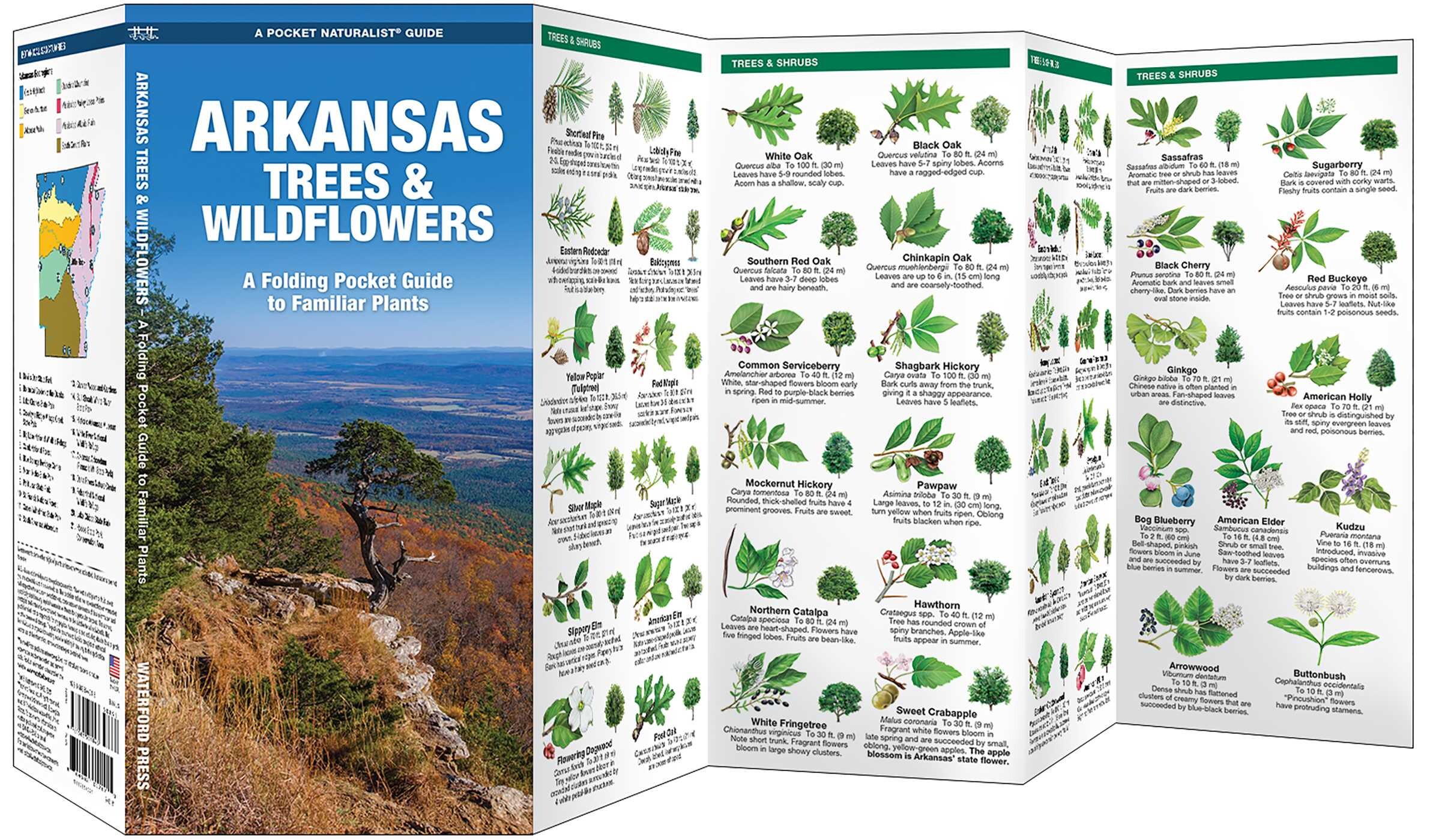 Arkansas Trees & Wildflowers - Book Summary & Video | Official ...