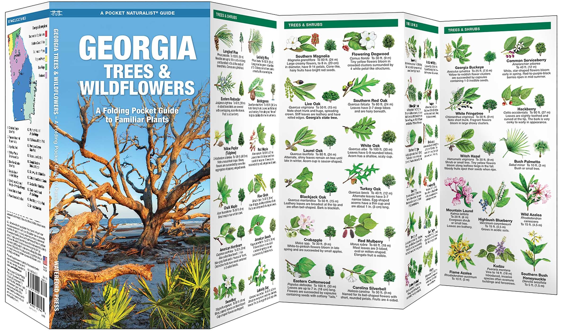 Georgia Trees & Wildflowers