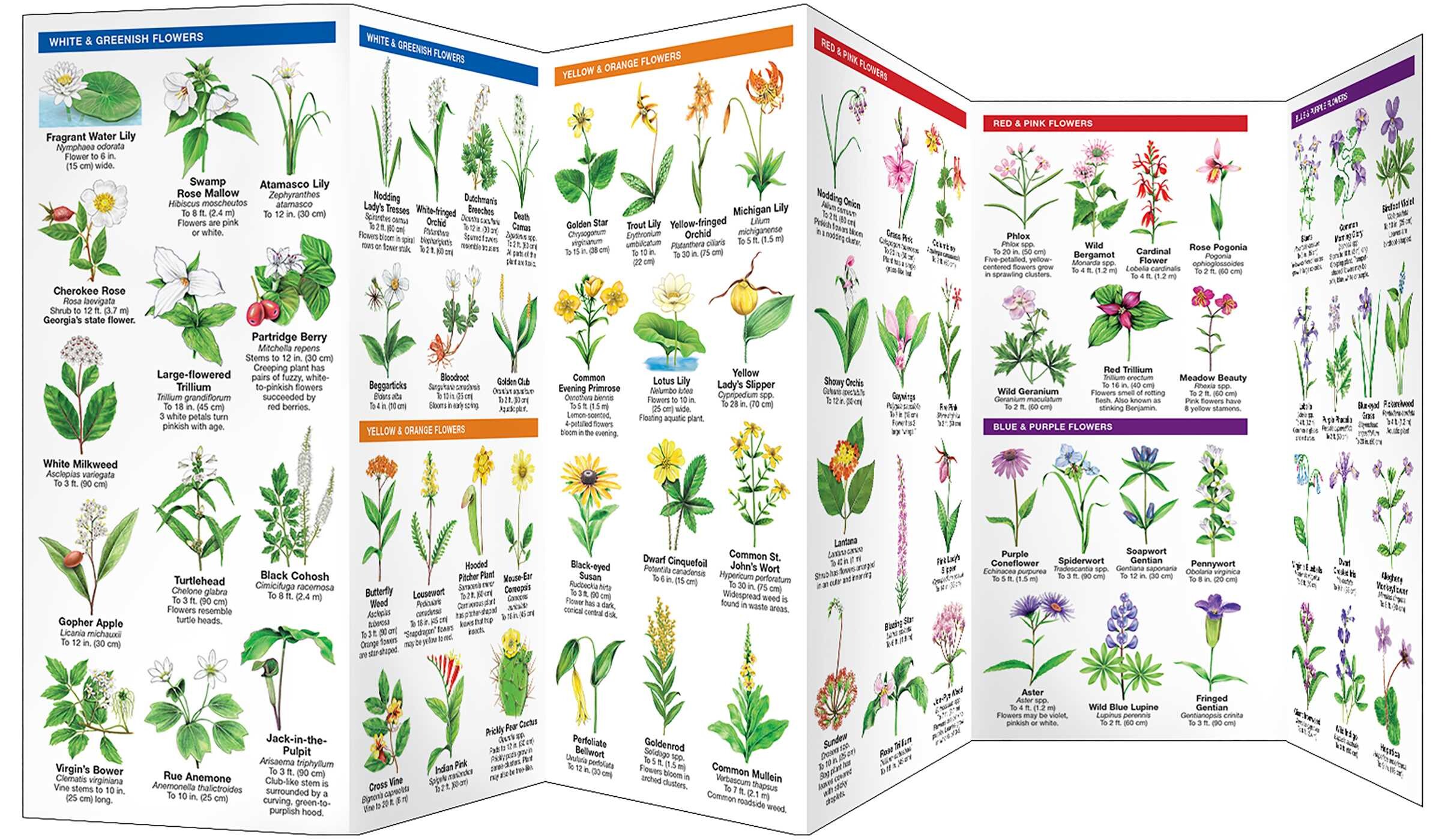 Georgia Trees & Wildflowers