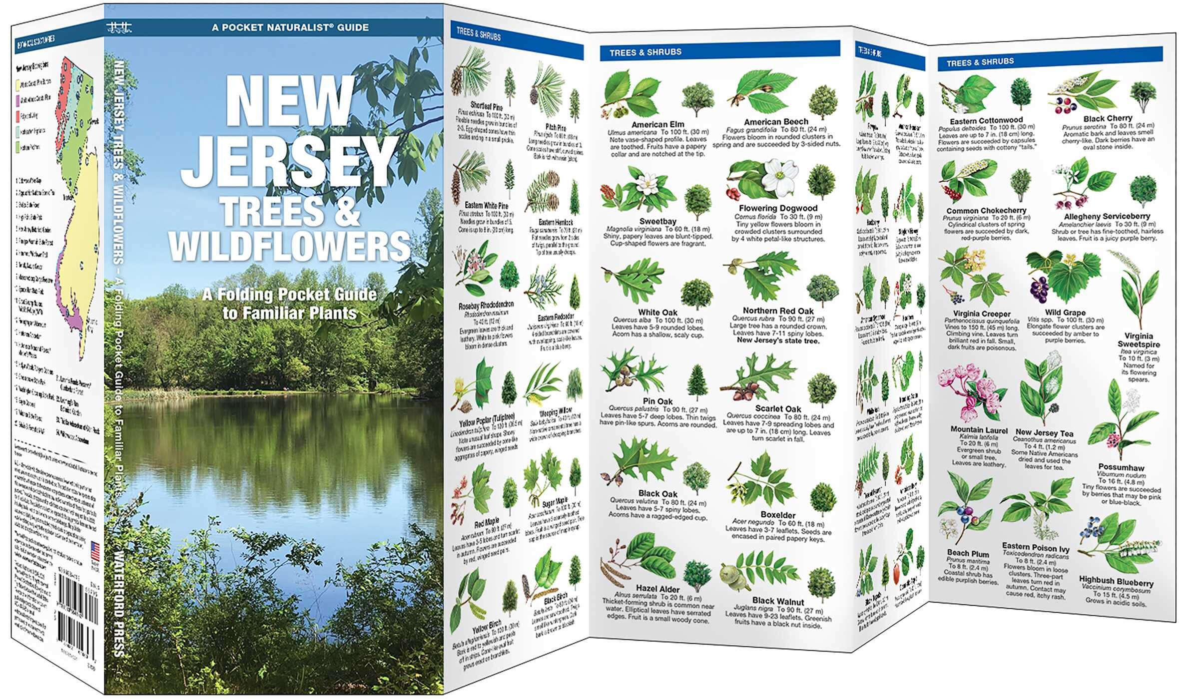 New Jersey Trees & Wildflowers