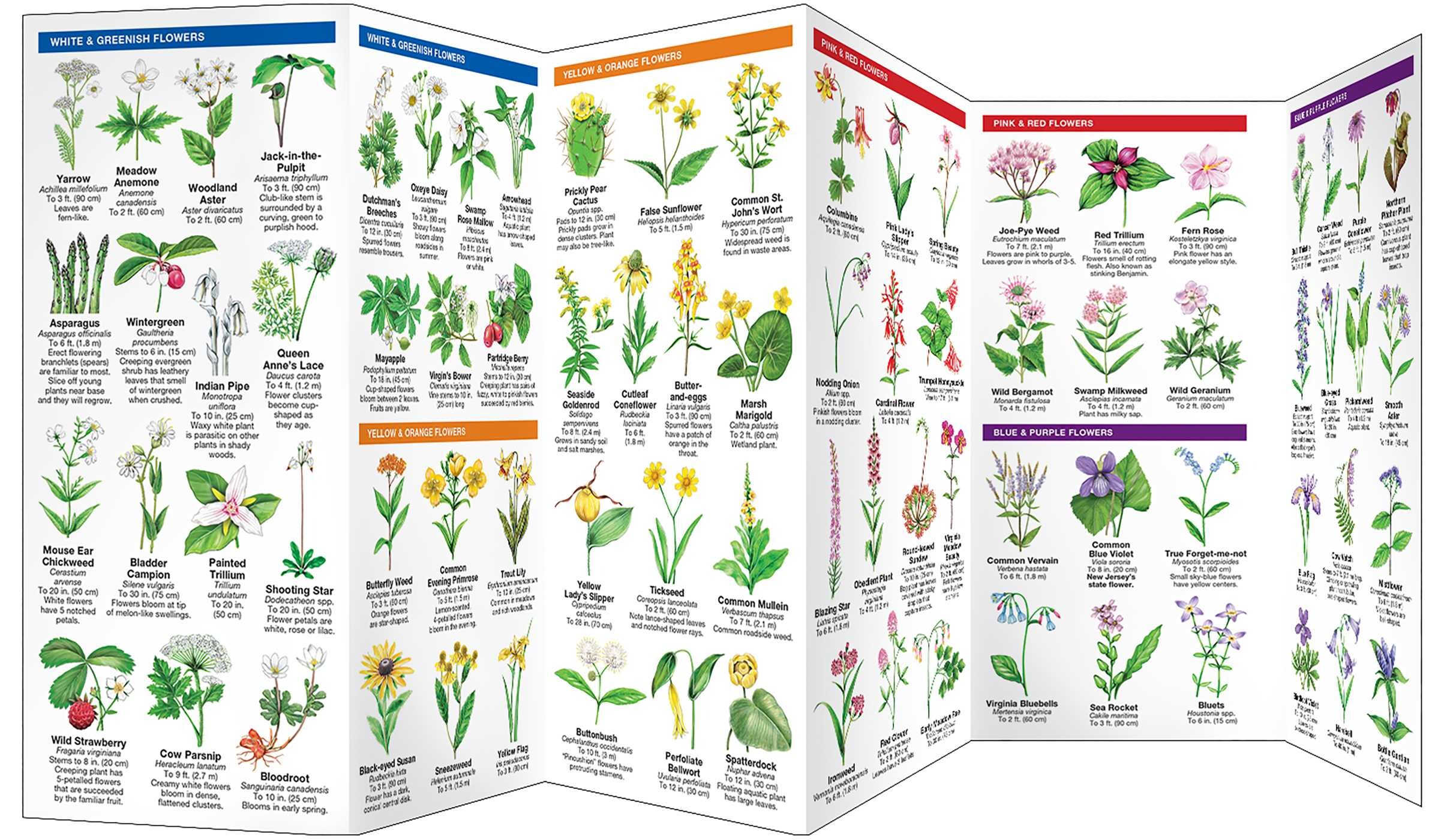 New Jersey Trees & Wildflowers