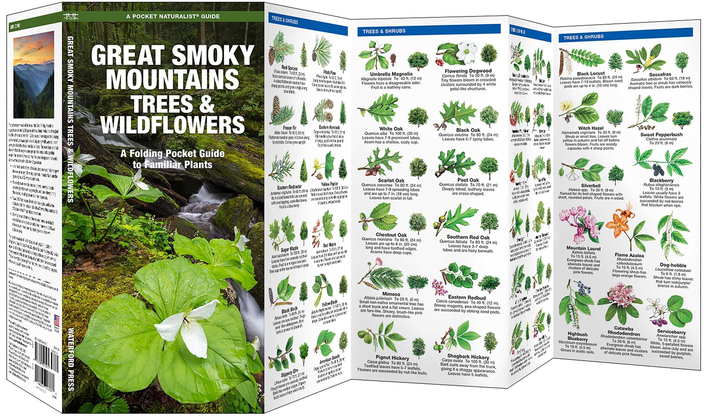 Great Smoky Mountains Trees & Wildflowers