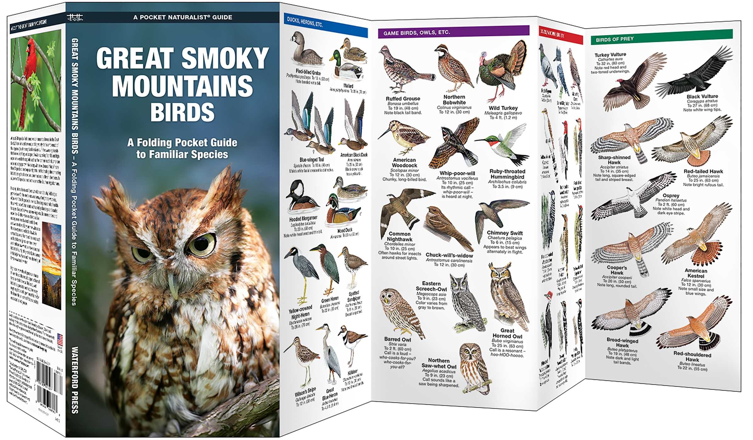 Great Smoky Mountains Birds
