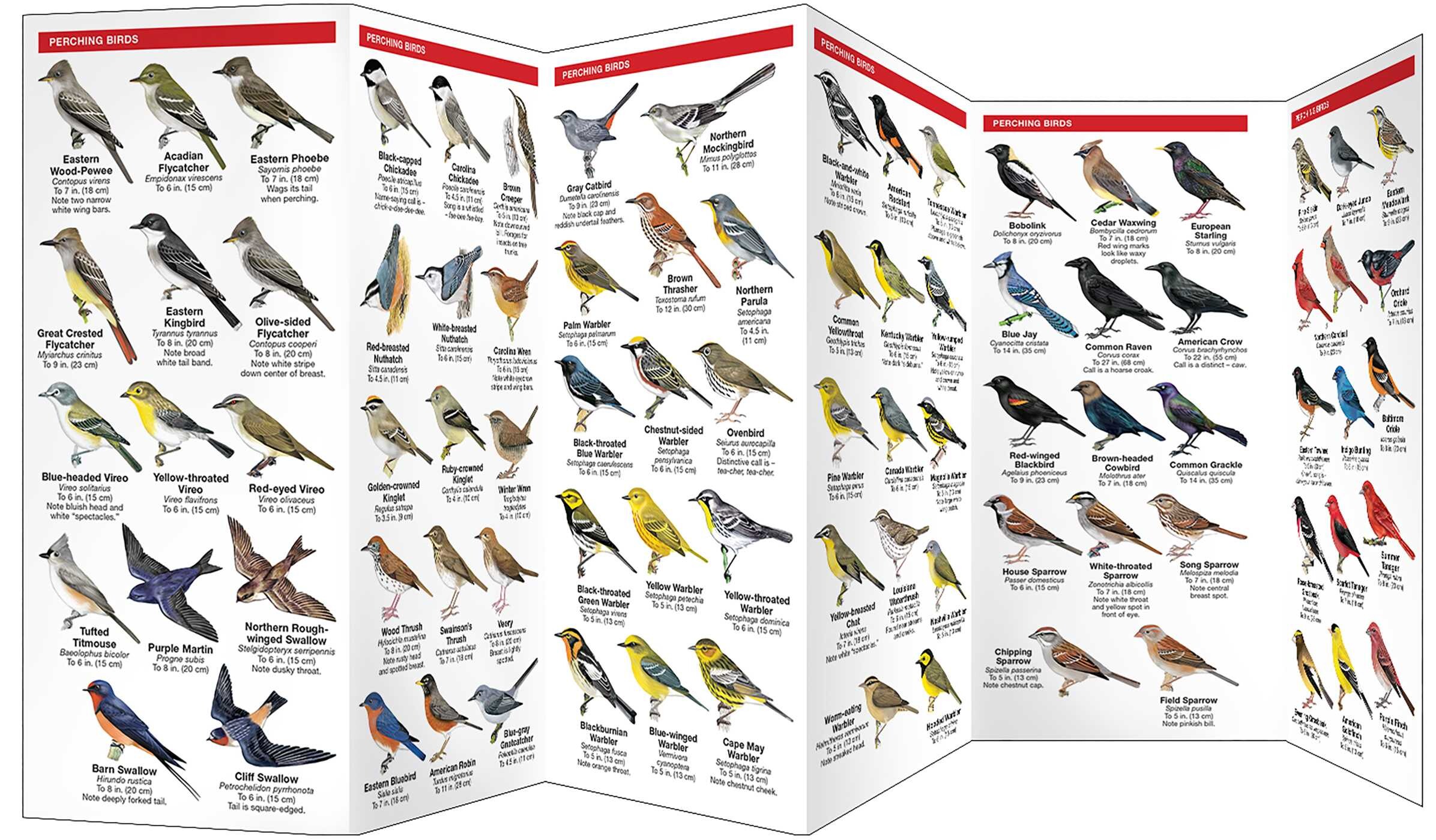 Great Smoky Mountains Birds
