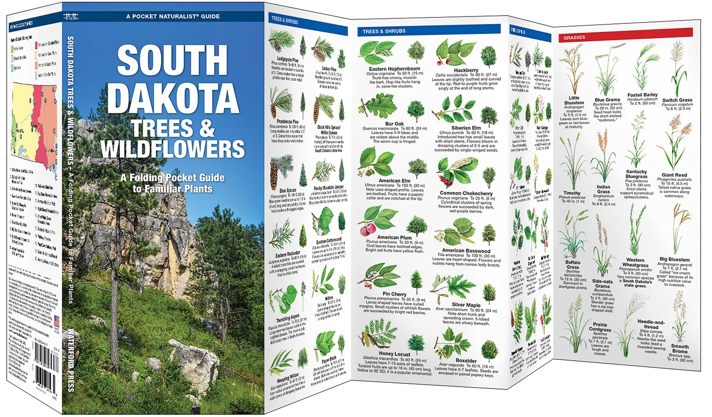 South Dakota Trees & Wildflowers