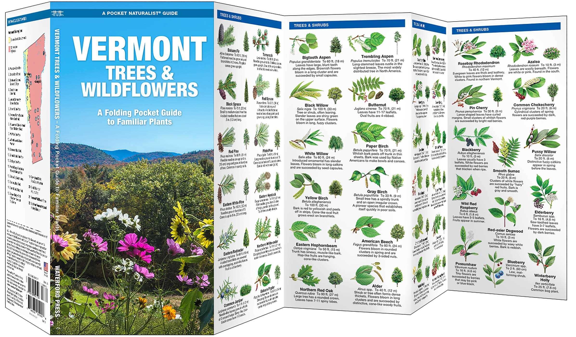 Vermon Tree Vermont Trees & Wildflowers - Book Summary & Video | Official Publisher ...