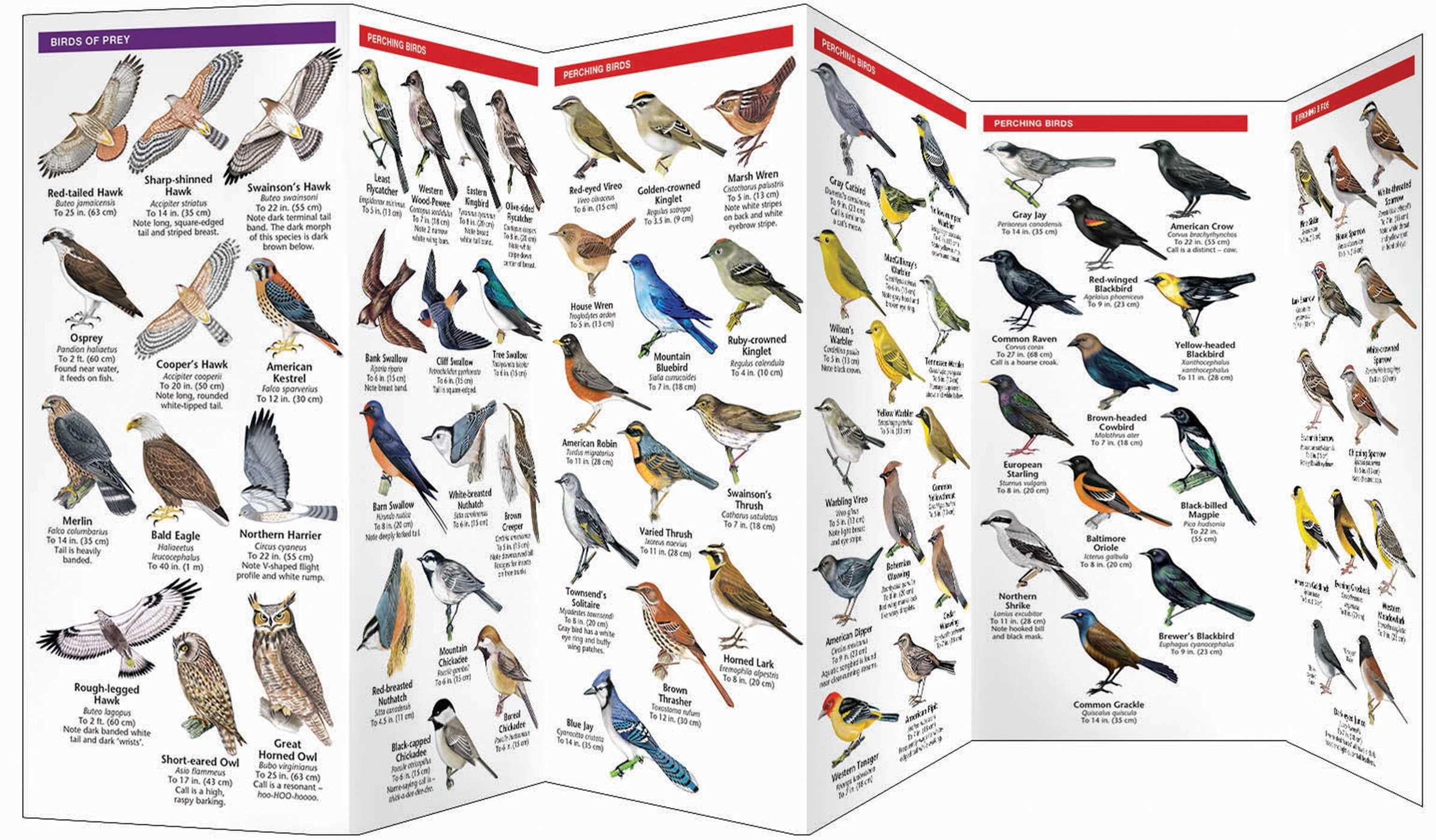 Calgary Birds