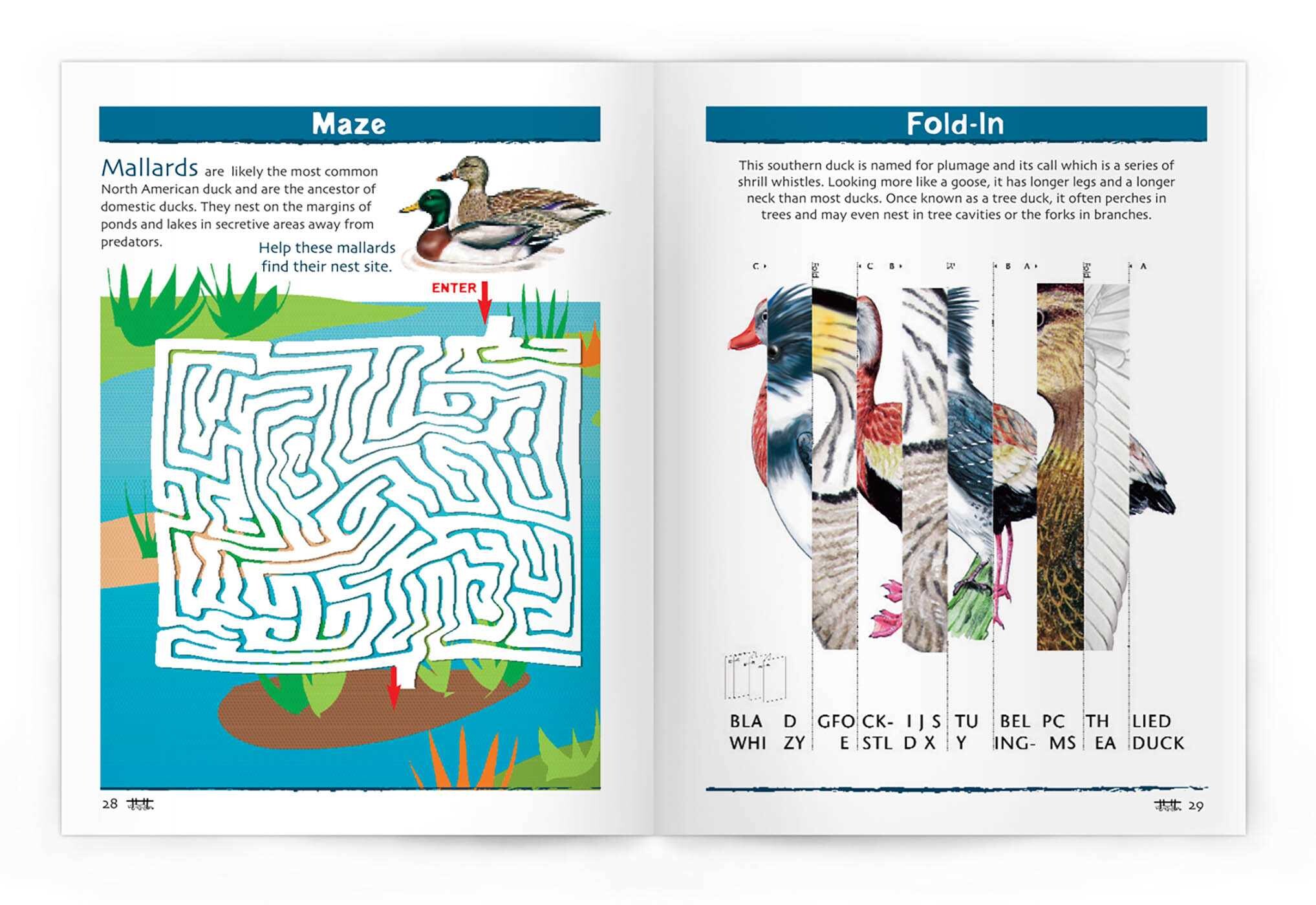 Ducks Nature Activity Book, 2nd Ed
