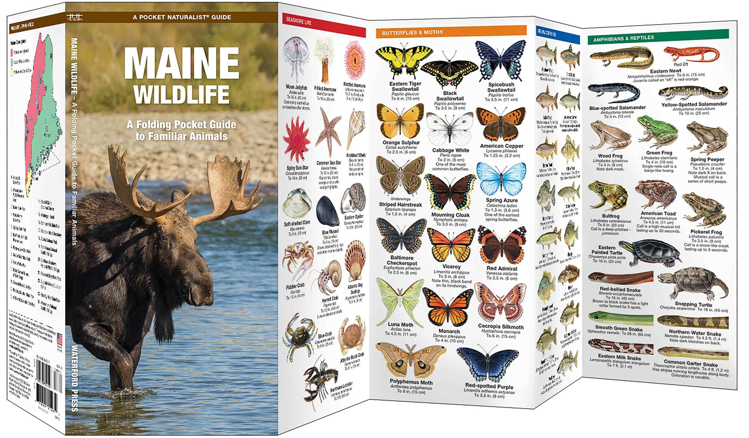 Maine Wildlife
