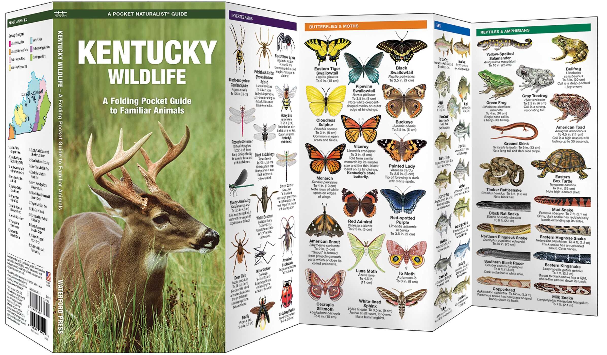 Kentucky Wildlife