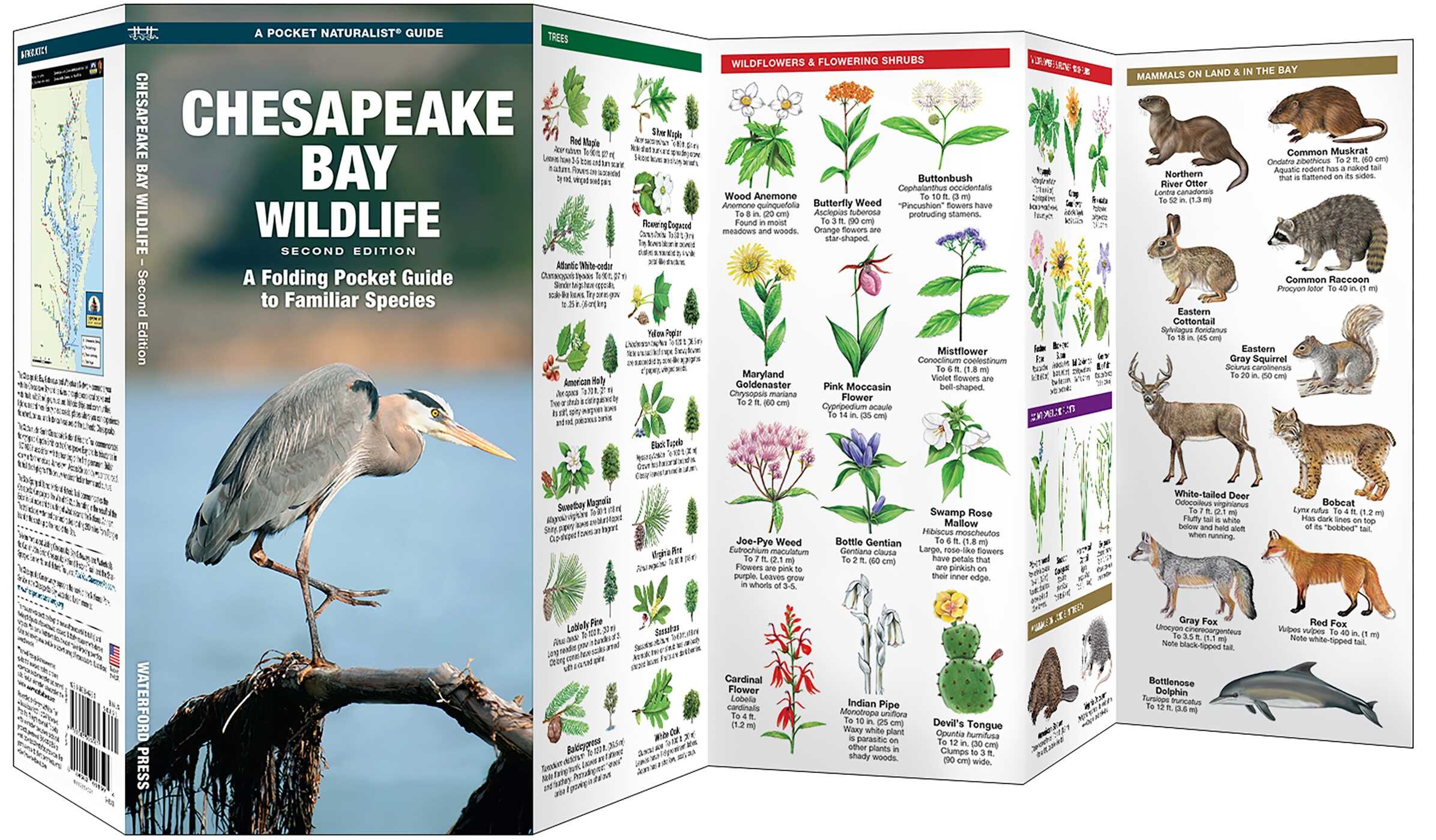 Chesapeake Bay Wildlife