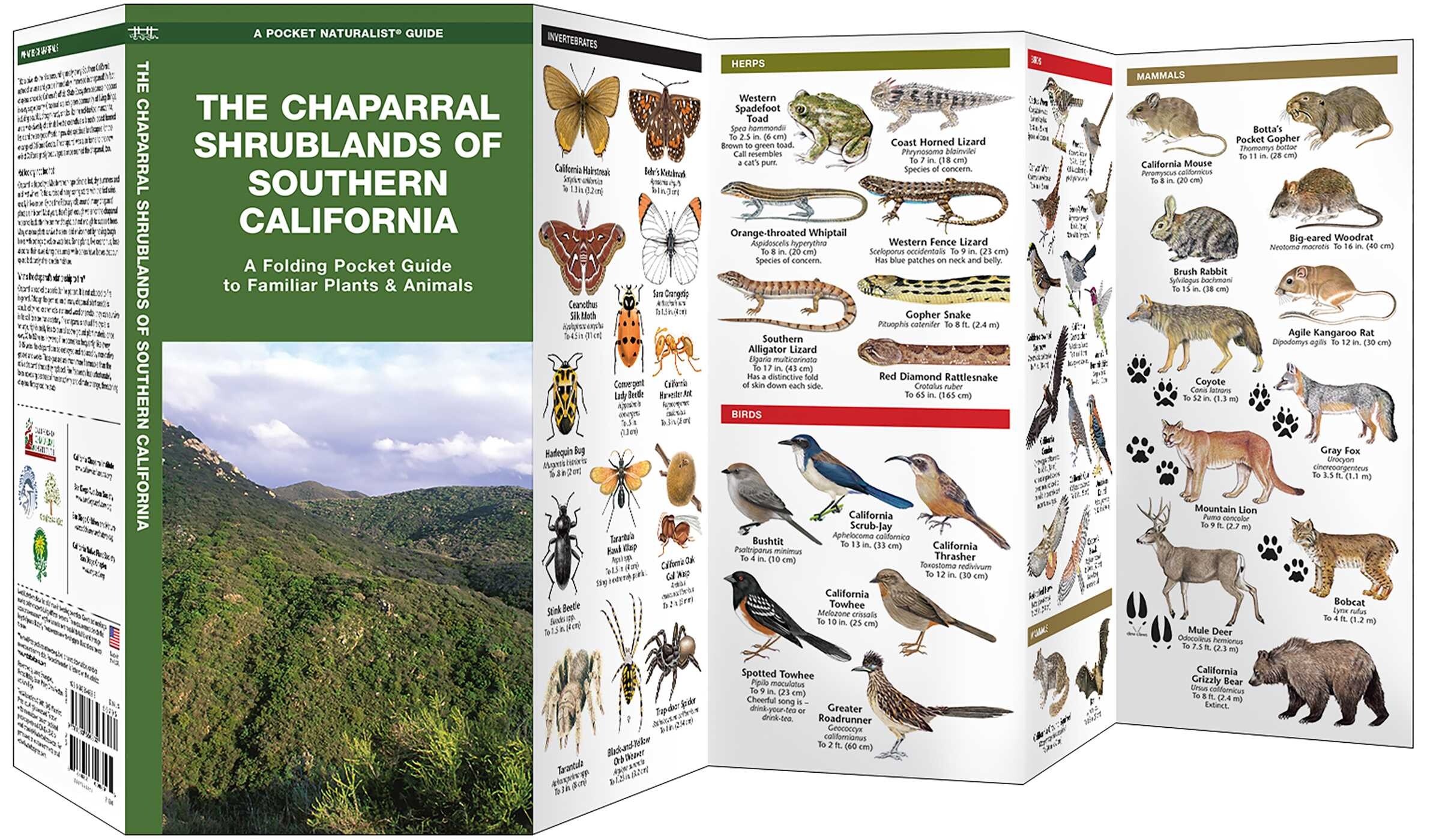Chaparral Shrublands of Southern California
