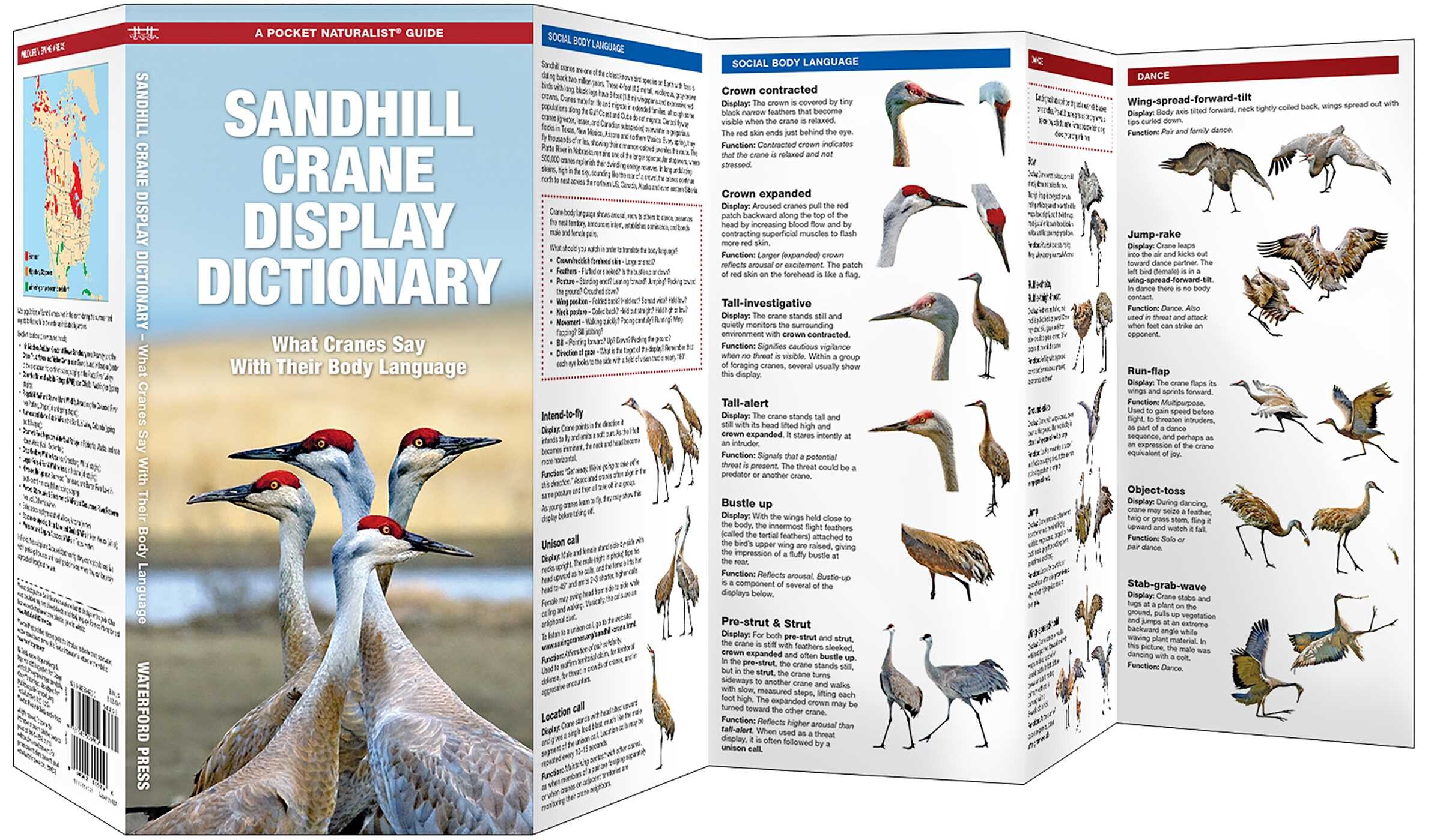 Sandhill Crane Display Dictionary, 2nd Ed