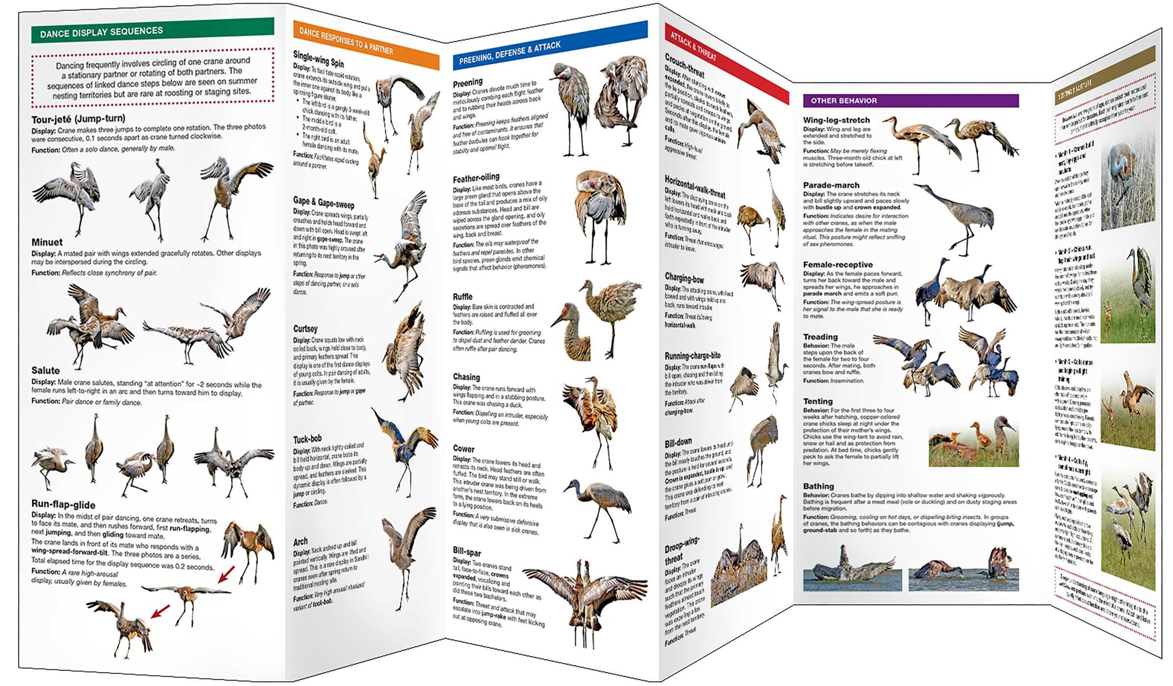 Sandhill Crane Display Dictionary, 2nd Ed