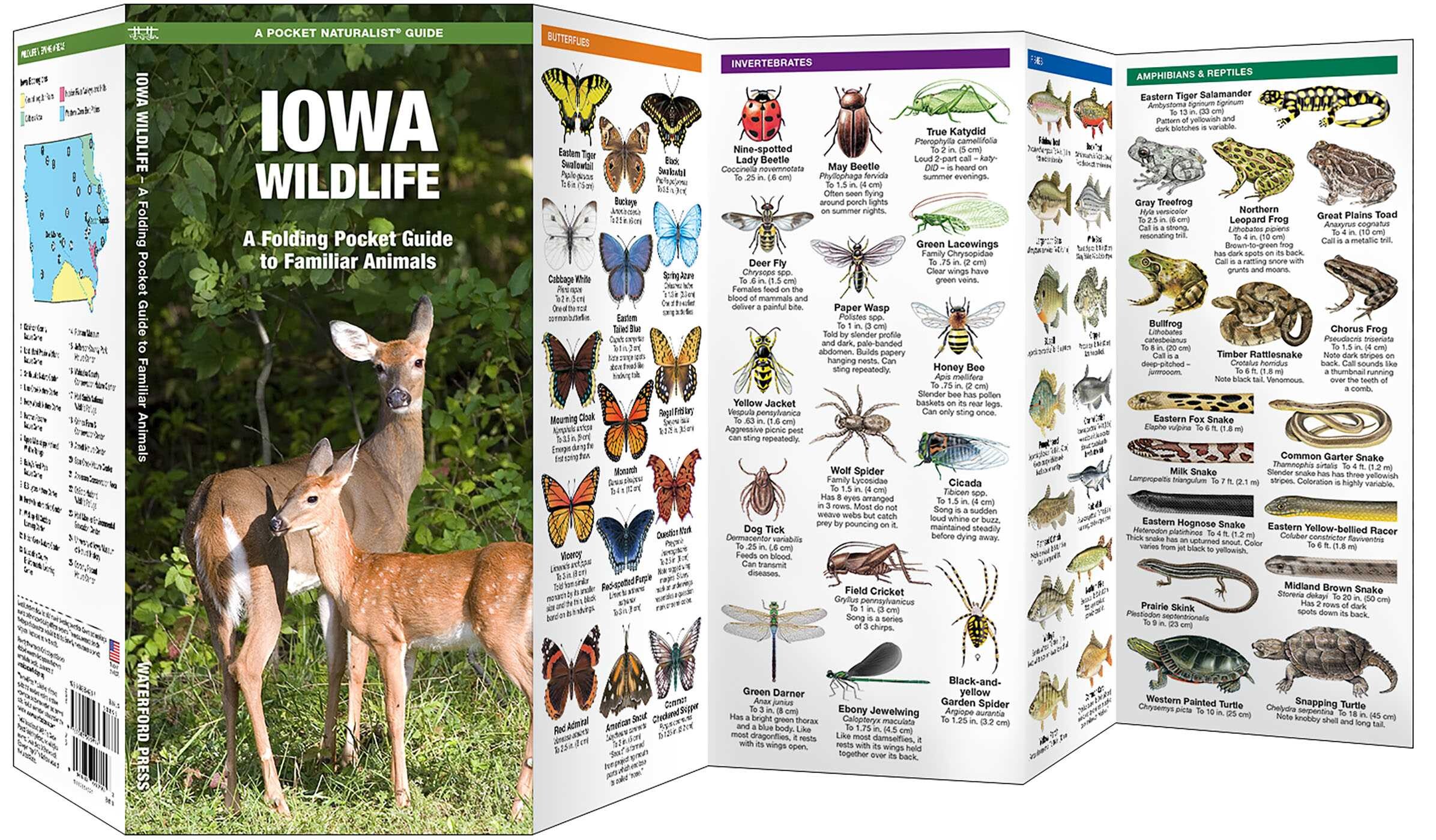 Iowa Wildlife