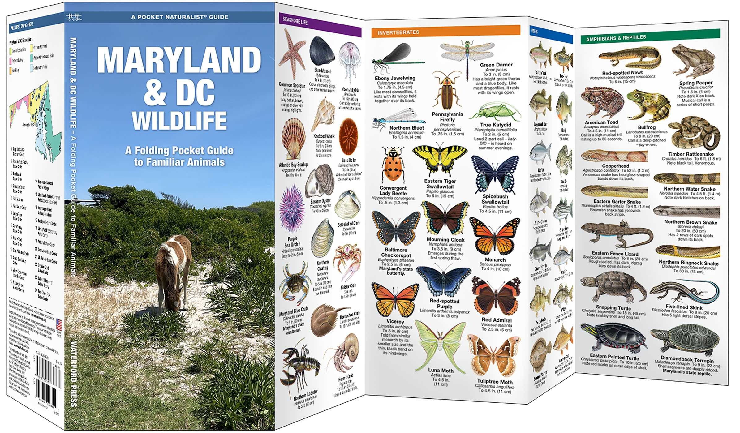Maryland & DC Wildlife